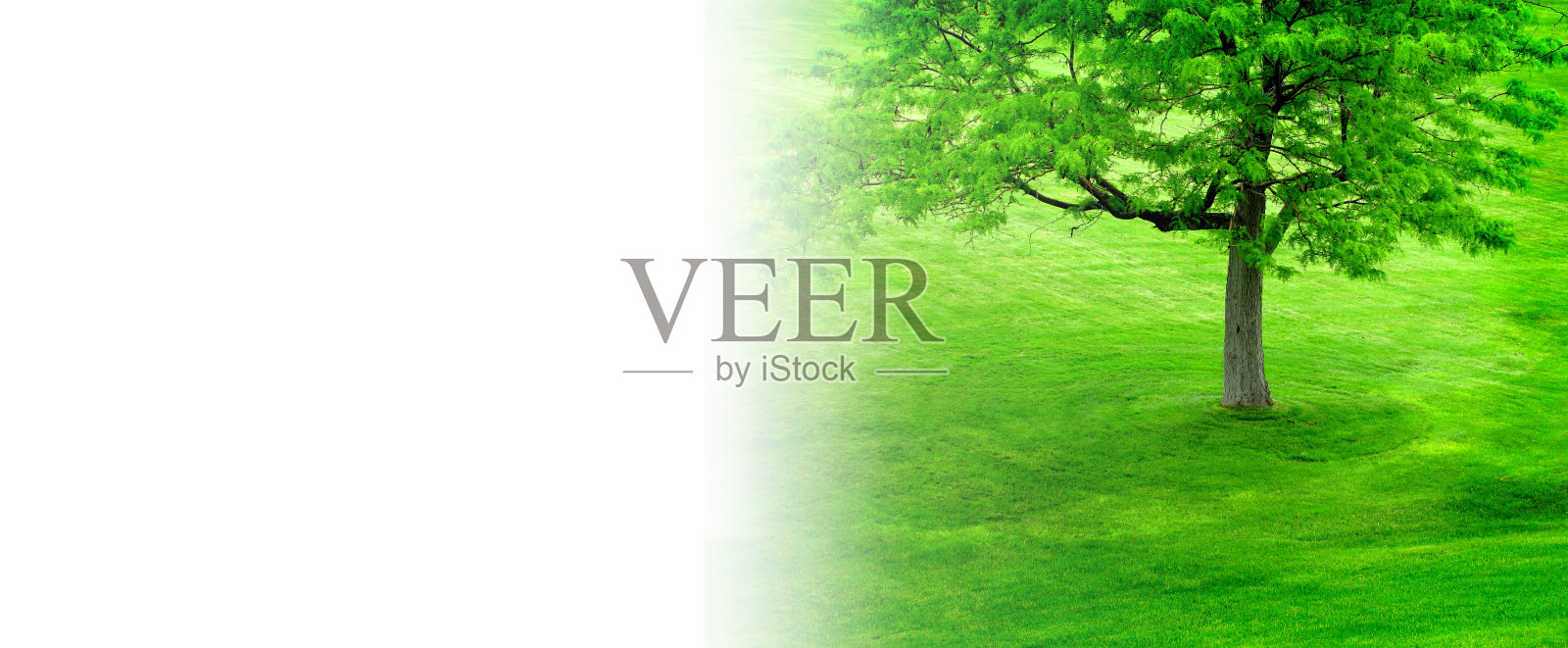 绿树翠山,绿草褪白背景的生长环境照片摄影图片