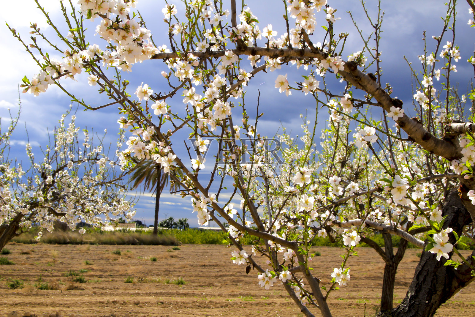 蓝天下盛开的杏树照片摄影图片