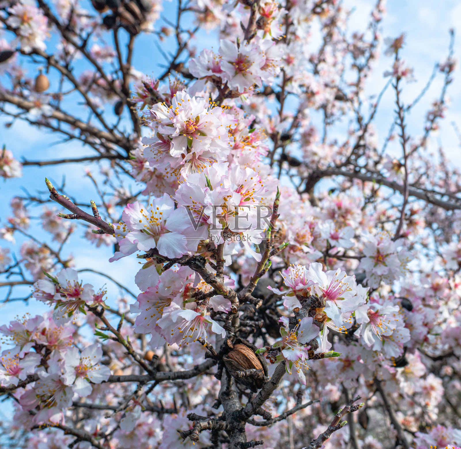 花团锦簇的杏树在蓝天下的乡间田野上照片摄影图片