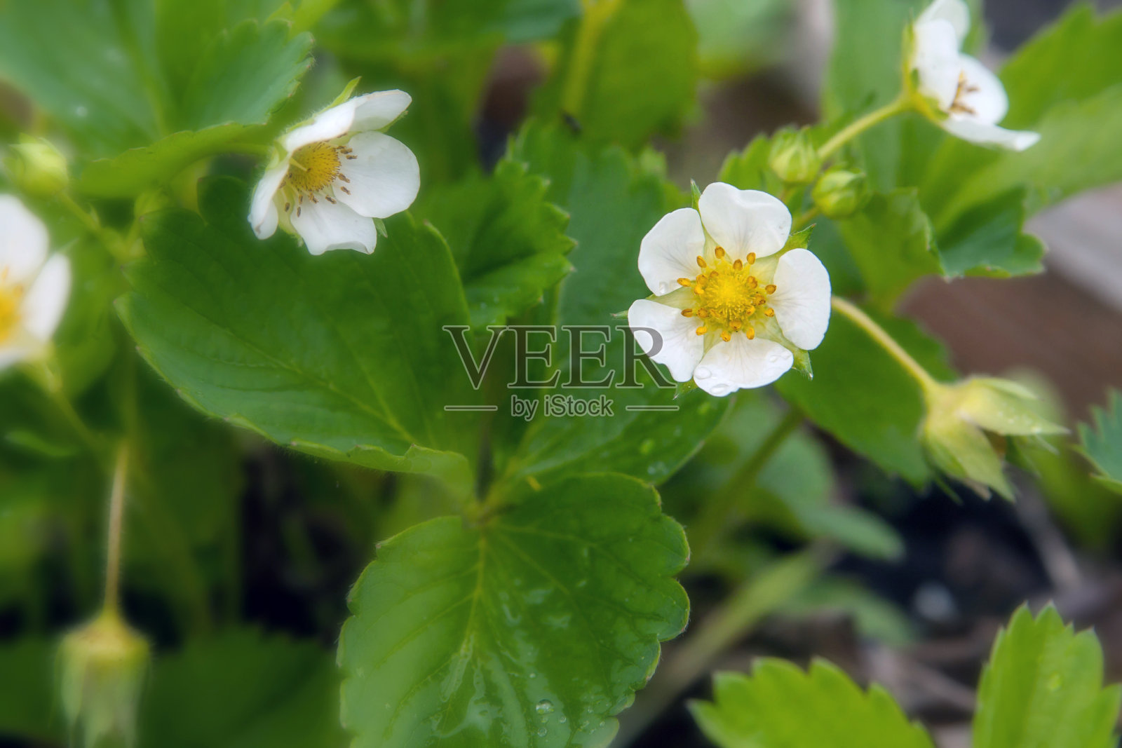 花园。草莓豆芽。草莓开花照片摄影图片