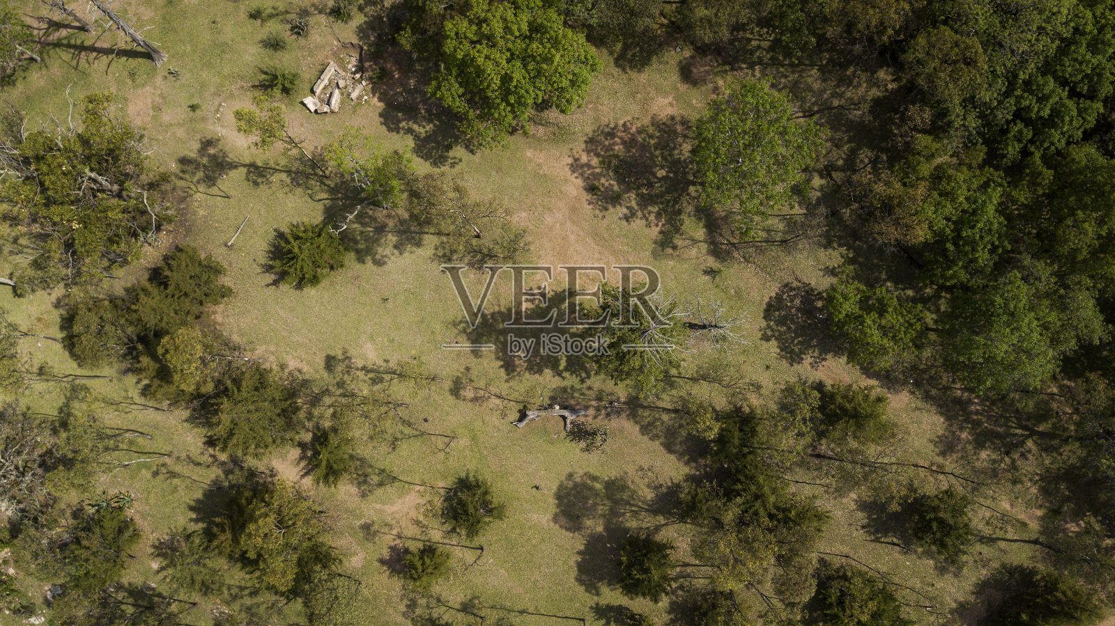 森林鸟瞰图照片摄影图片