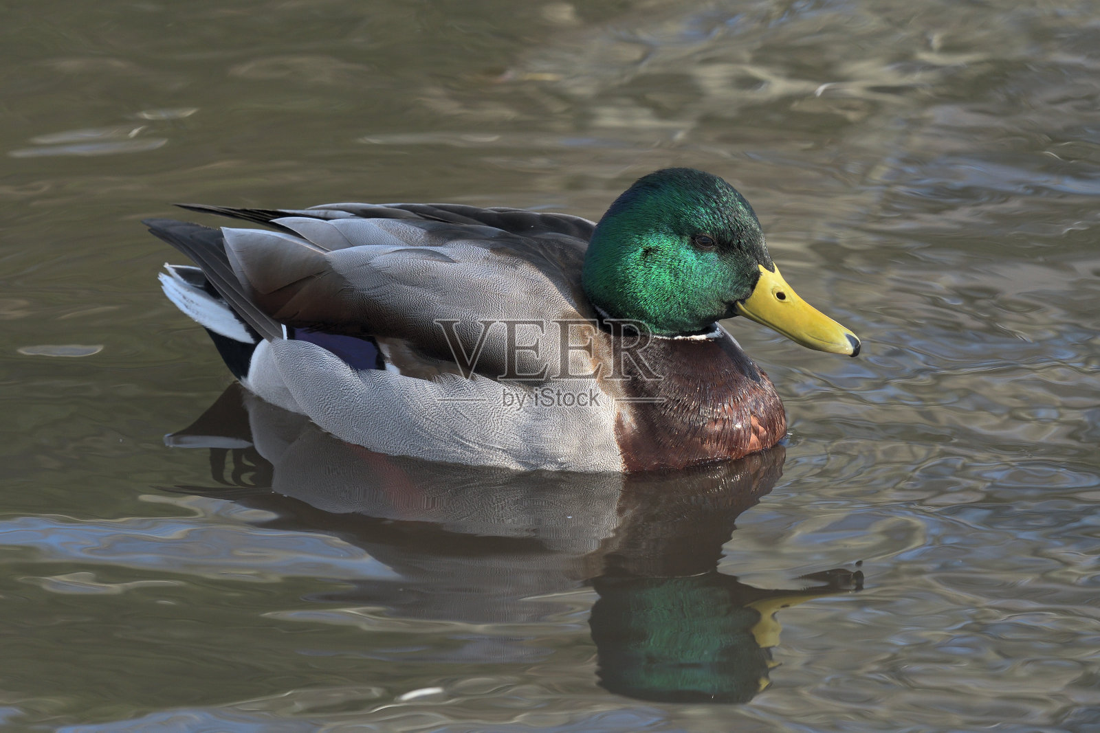 野鸭游泳照片摄影图片