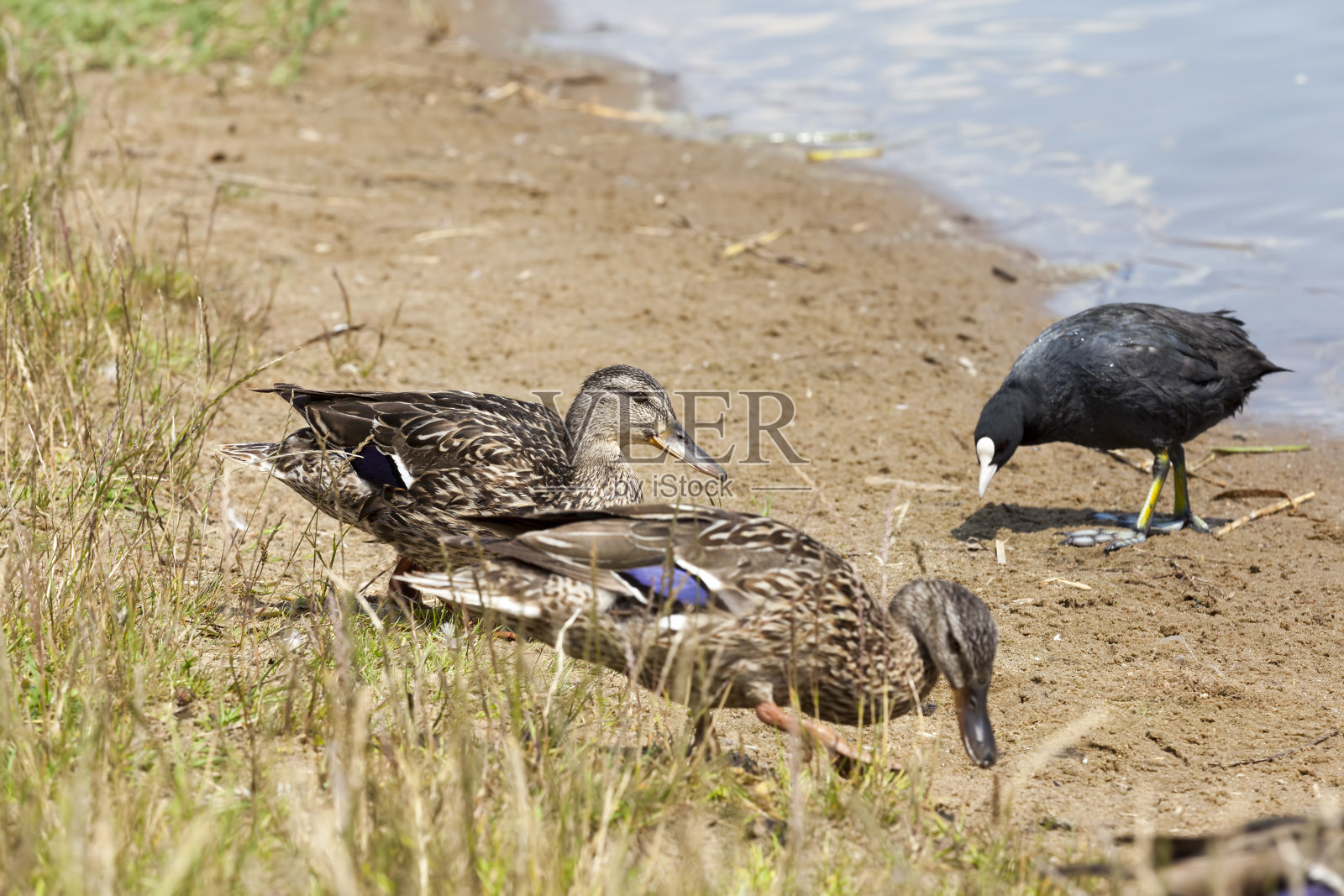 湖泊和河流的领土照片摄影图片