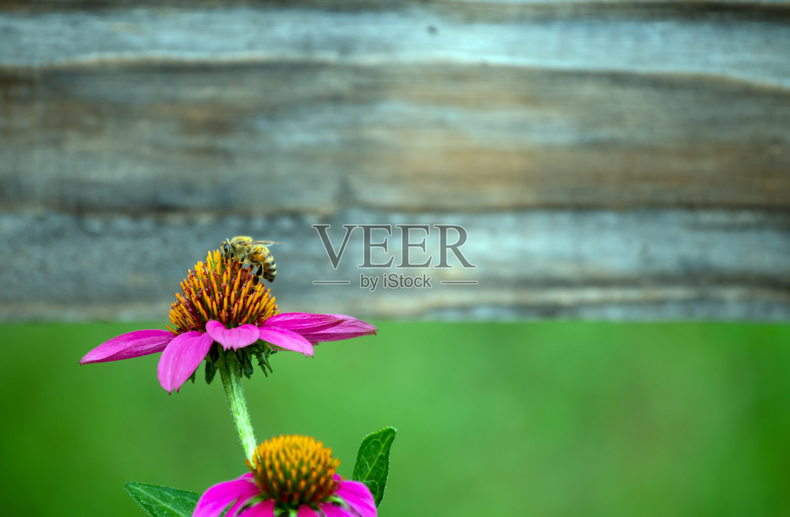 一只蜜蜂和一朵花在密苏里州拍了一张丰富多彩的自然照片。照片摄影图片