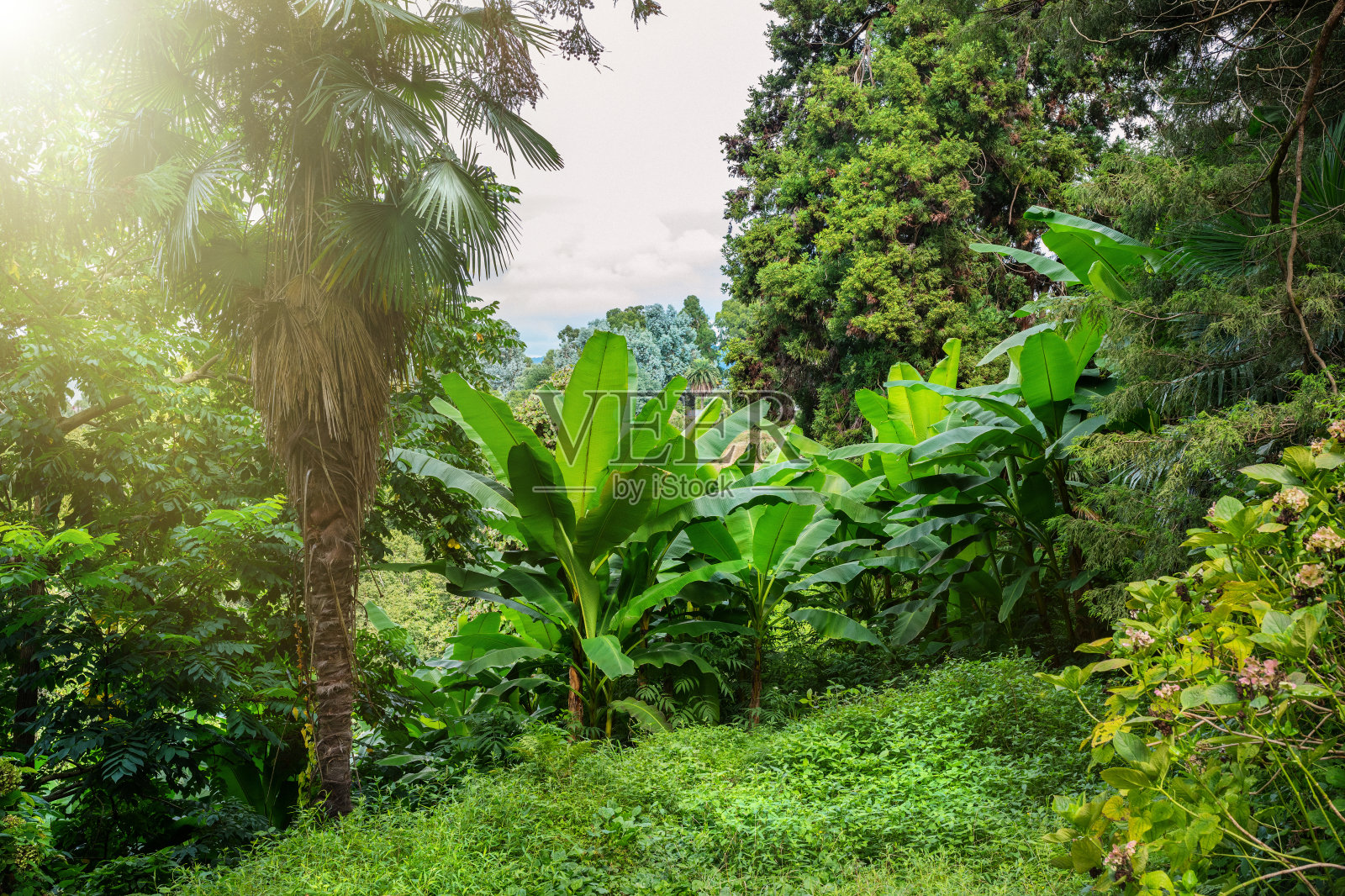 热带雨林,在夏日阳光明媚的日子里照片摄影图片