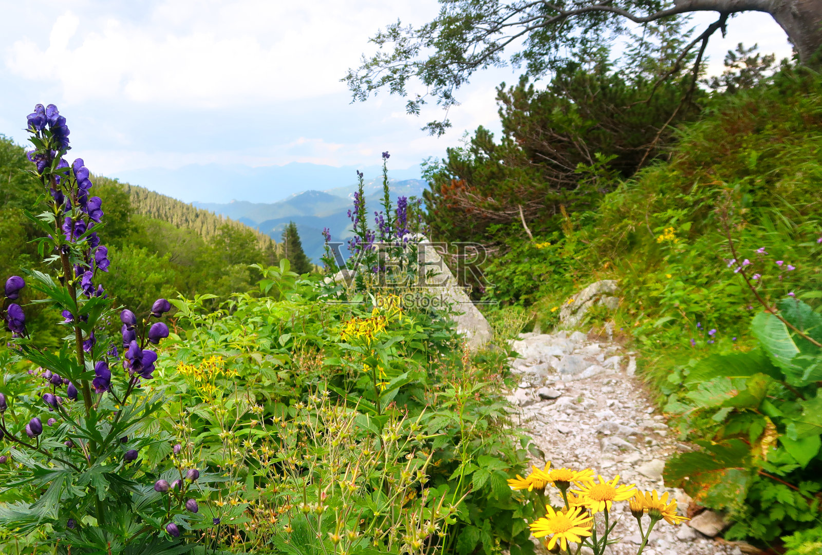 从Chopok山来的路上的Low Tatras (Nizke Tatry)的野生自然。风景风景有五颜六色的鲜花和绿色的草。夏季在北斯洛伐克,斯洛伐克共和国,欧洲。照片摄影图片