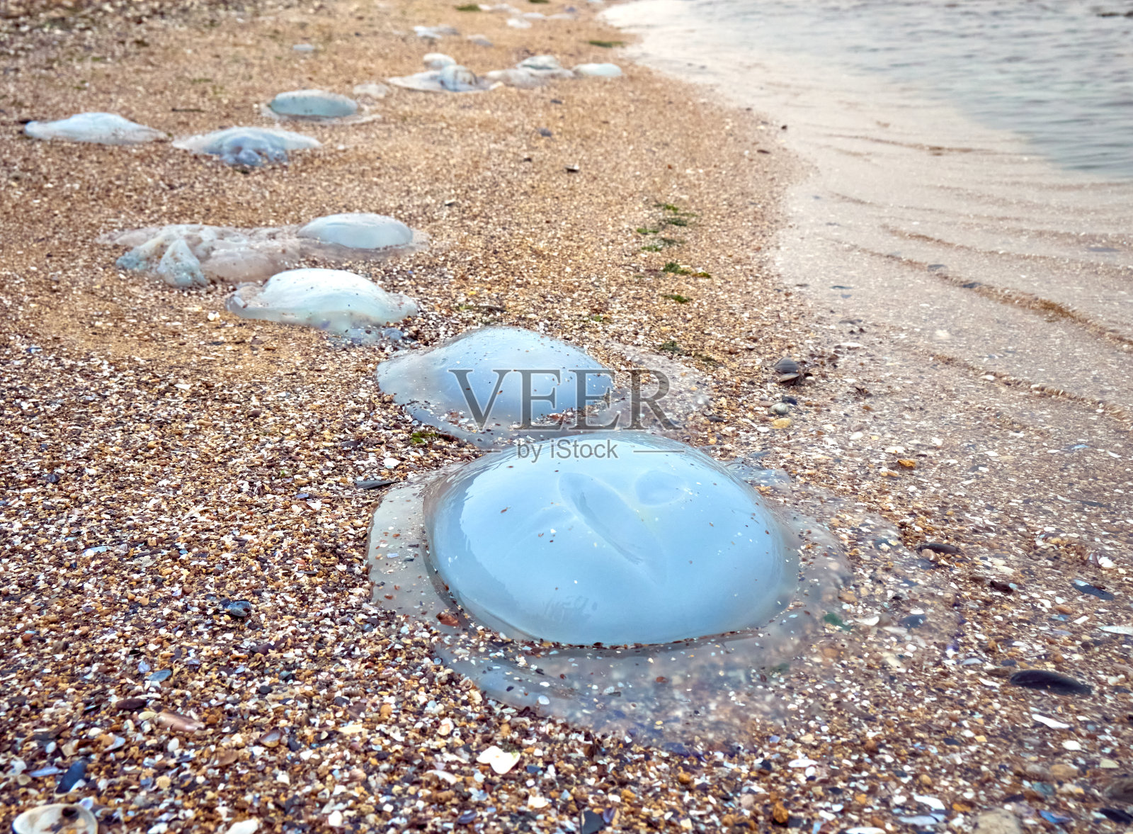 沙滩上的水母照片摄影图片