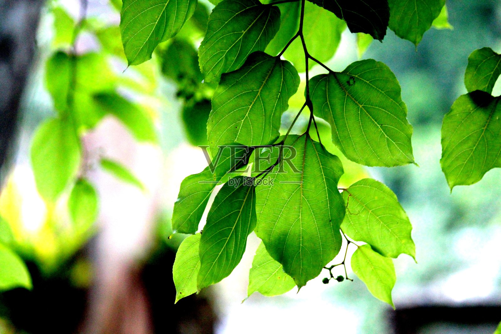 观叶植物照片摄影图片