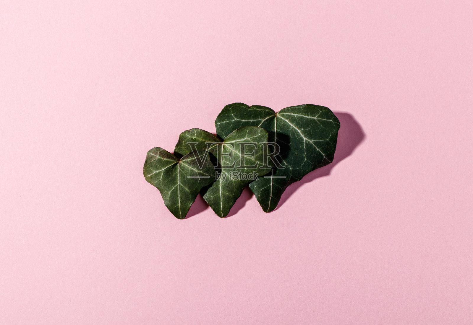 心形的叶子在粉红色的背景上。天然的绿色叶子。照片摄影图片