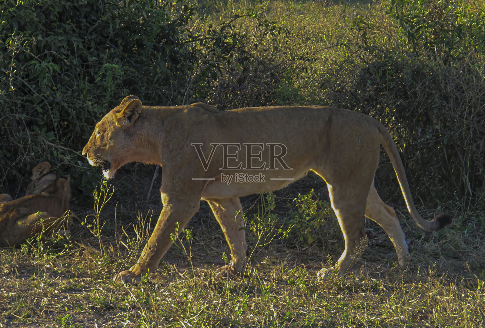狮子家族照片摄影图片