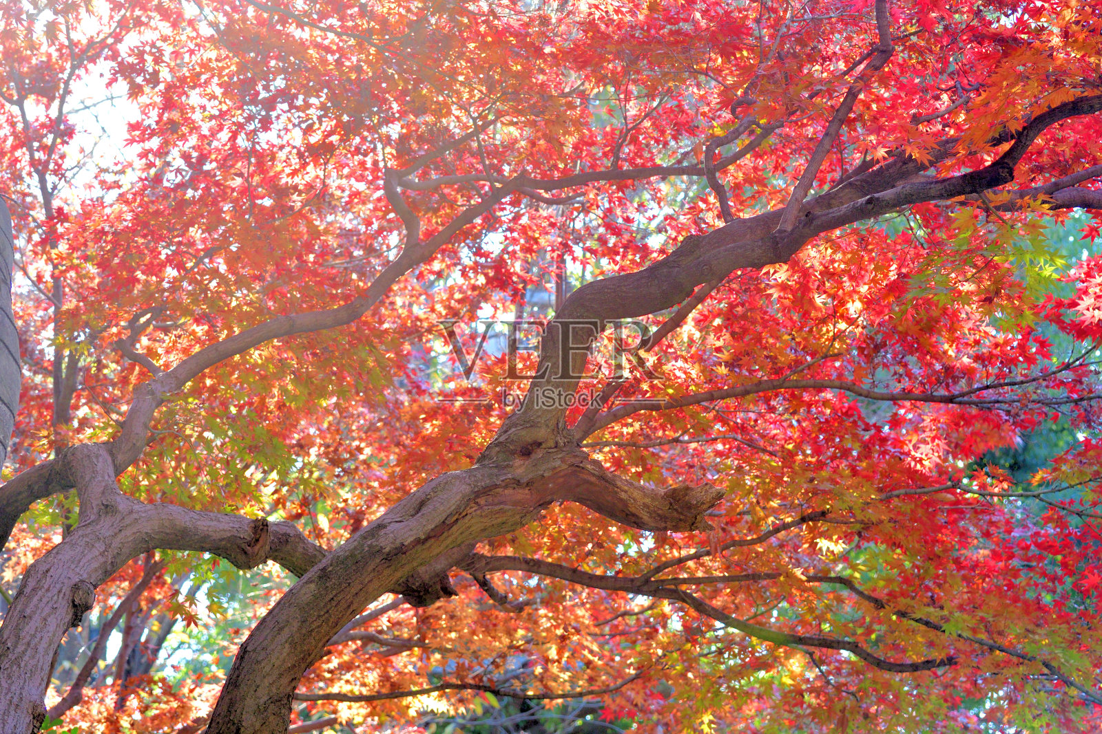 东京日本枫树的秋叶颜色照片摄影图片