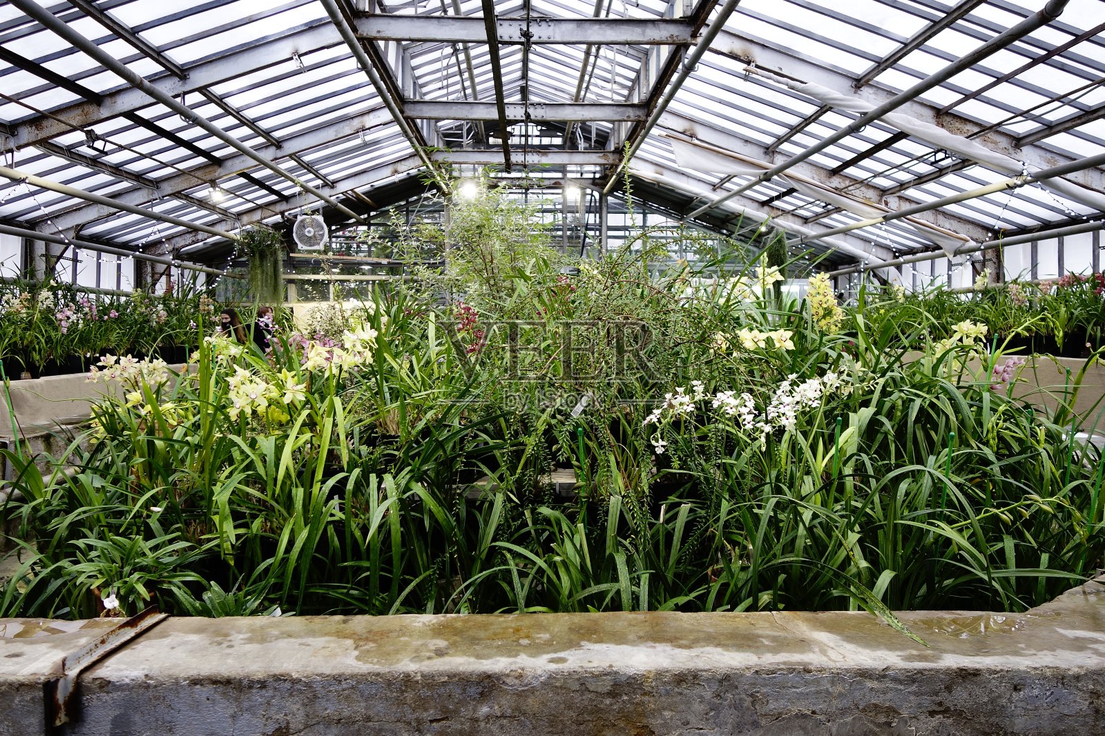 室内有栽培植物的橘子园照片摄影图片