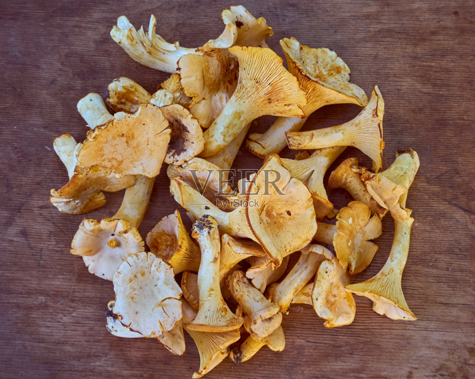 Cantharellus Cibarius的特写。照片摄影图片