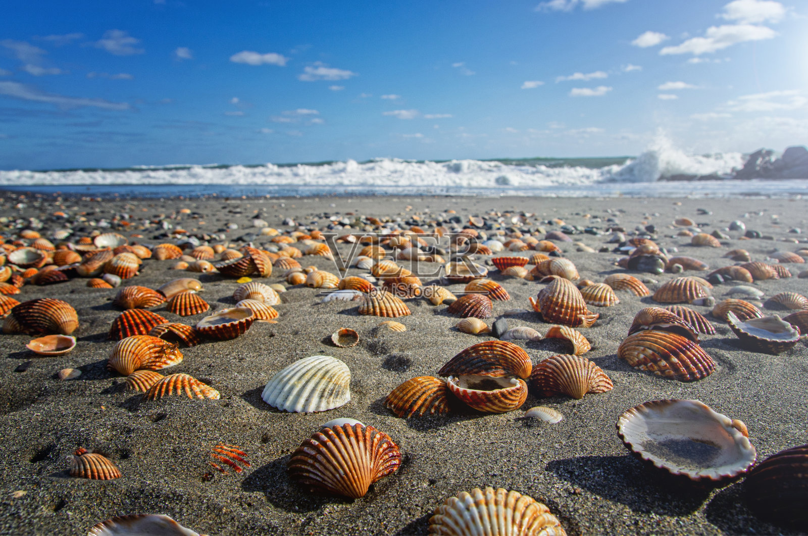 海滩上的贝壳。假期的背景。海滩上满是贝壳。照片摄影图片