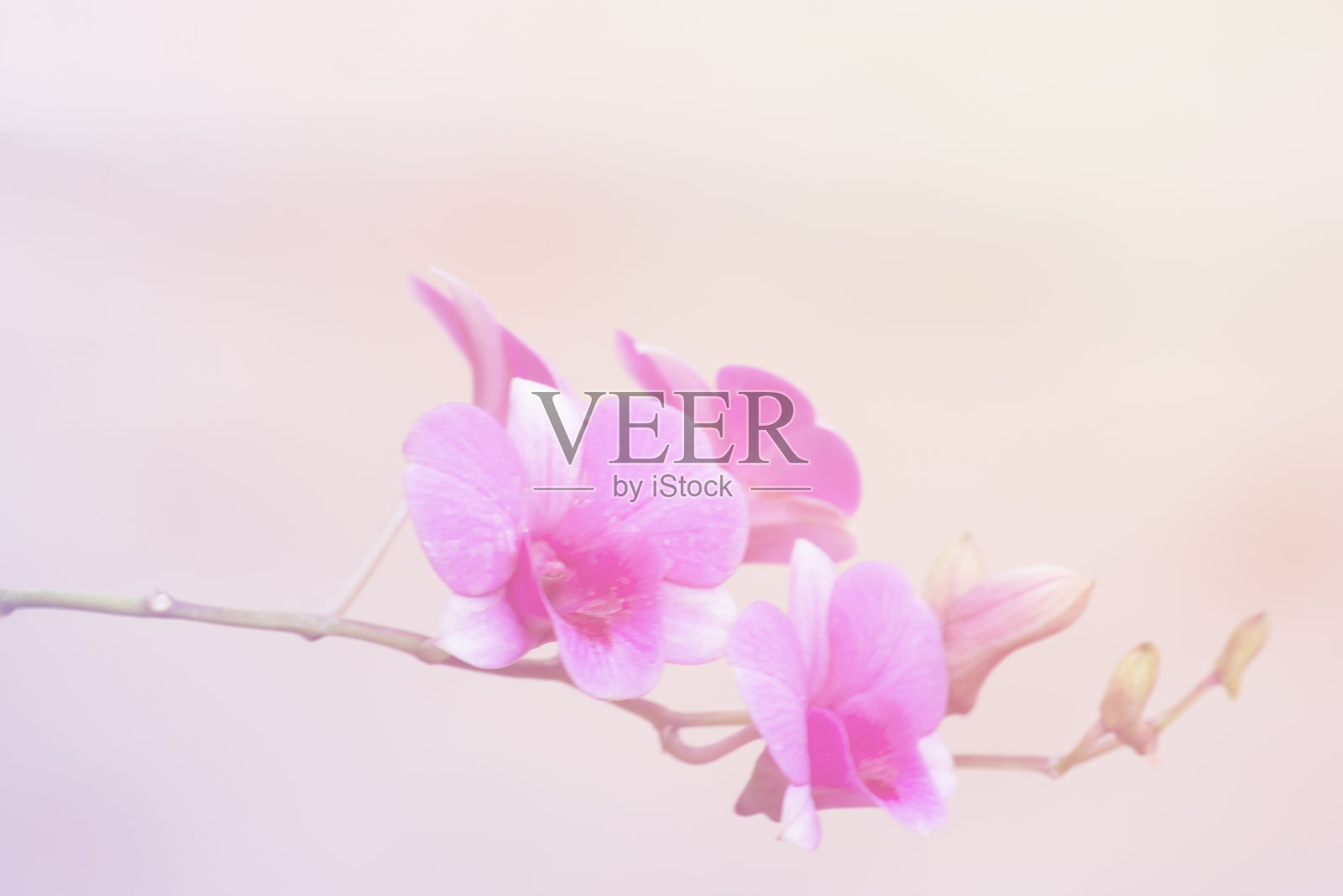 美丽的柔和的花背景适合使用在图形关于爱情,婚姻,情人节。照片摄影图片