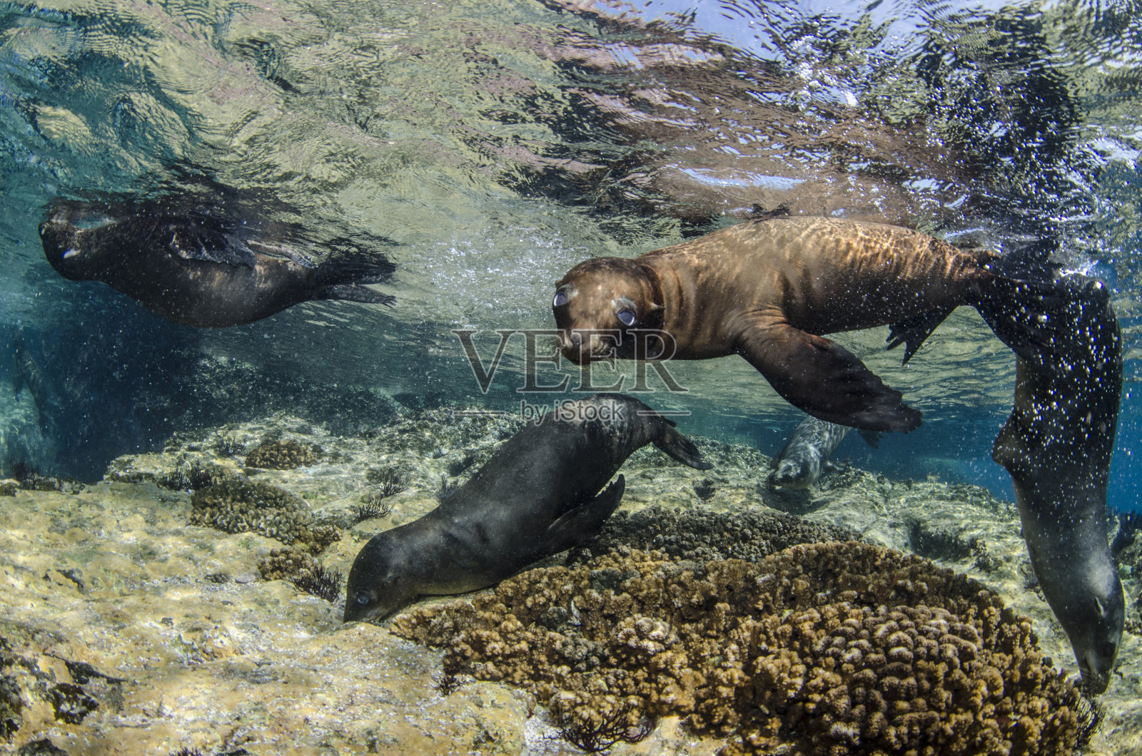 顽皮的加州海狮照片摄影图片