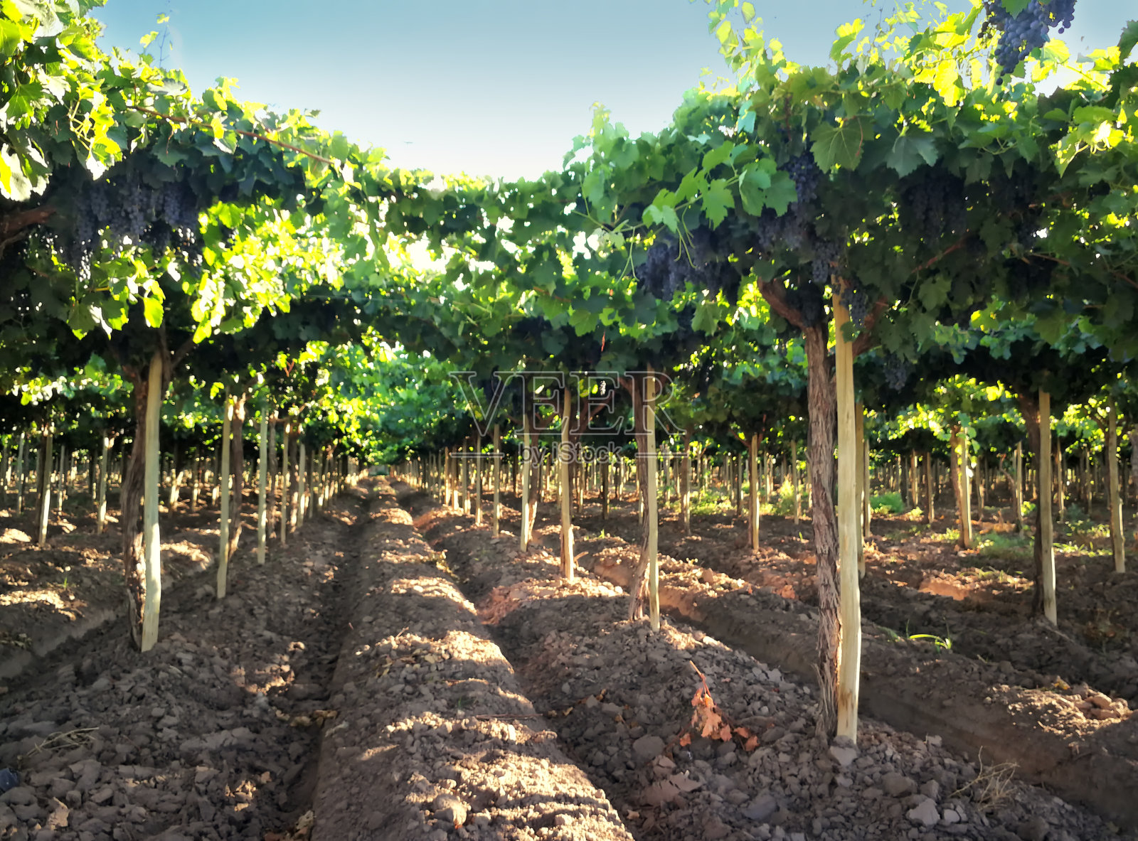 阿根廷门多萨葡萄酒产区的拉瓦尔葡萄园。照片摄影图片