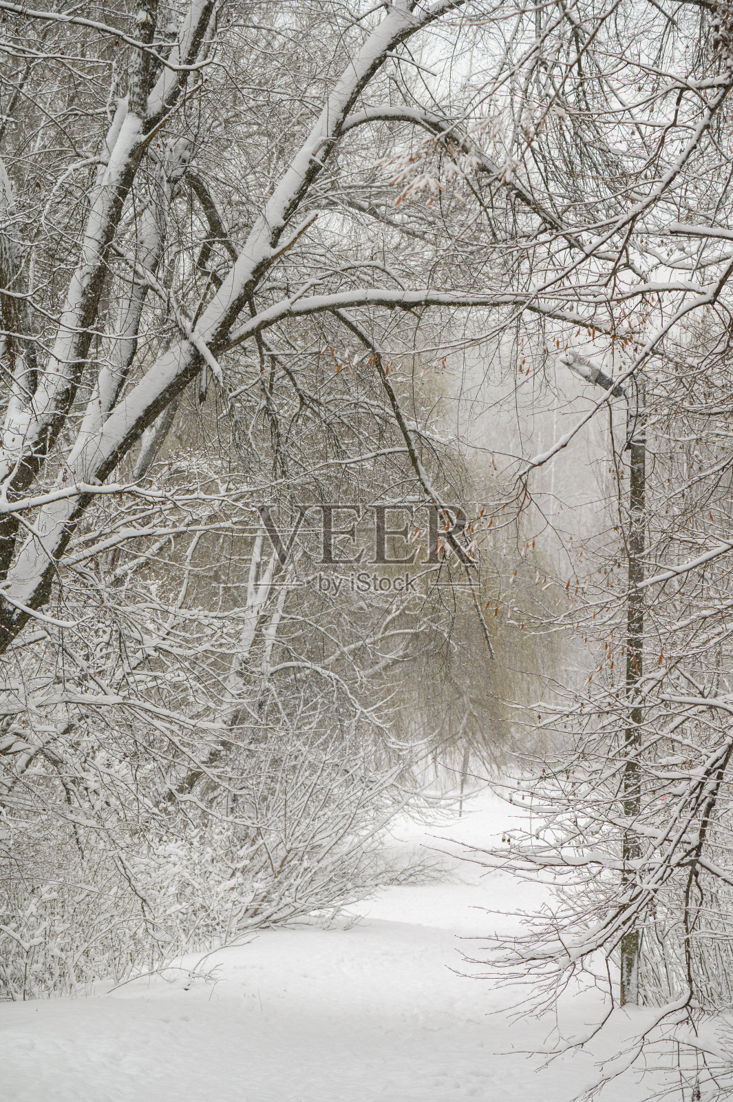 冬天的森林,树上覆盖着雪照片摄影图片
