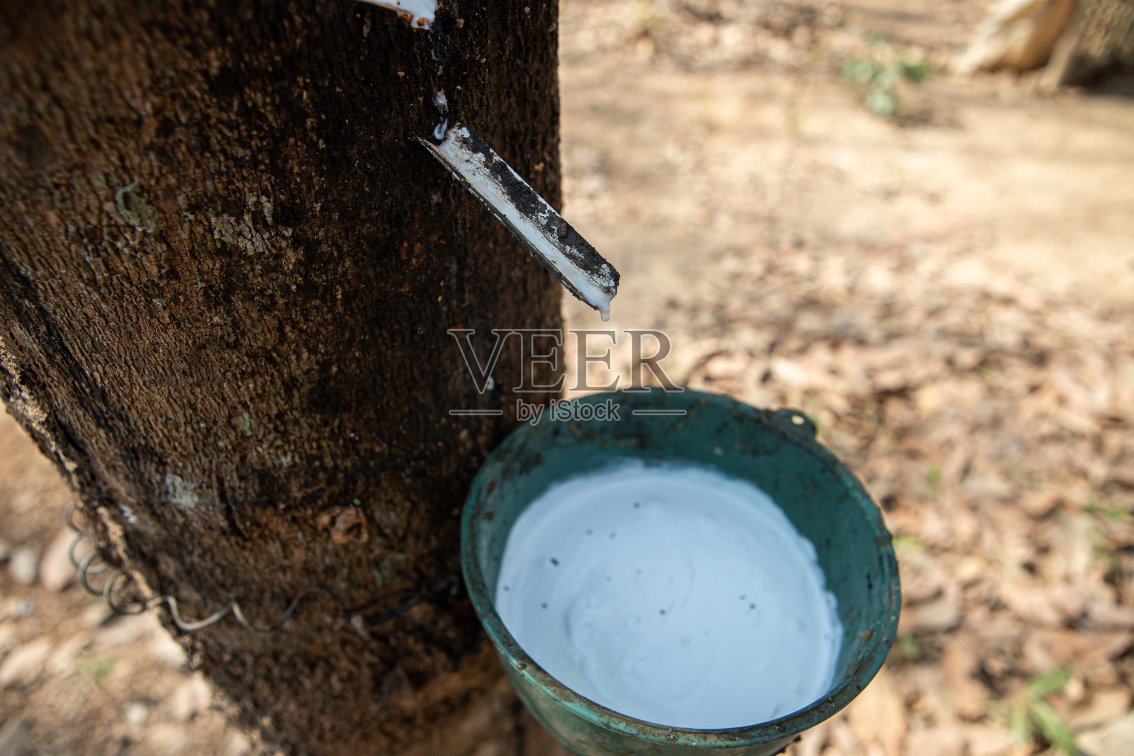来自泰国橡胶树的天然乳胶。照片摄影图片