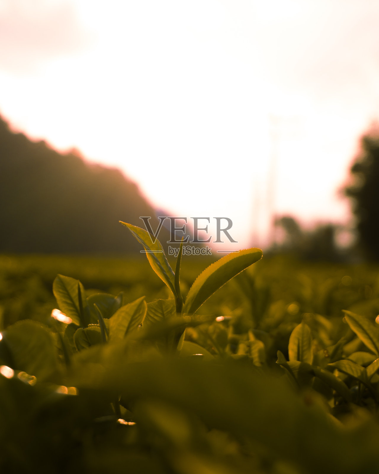 茶在日落时分照片摄影图片