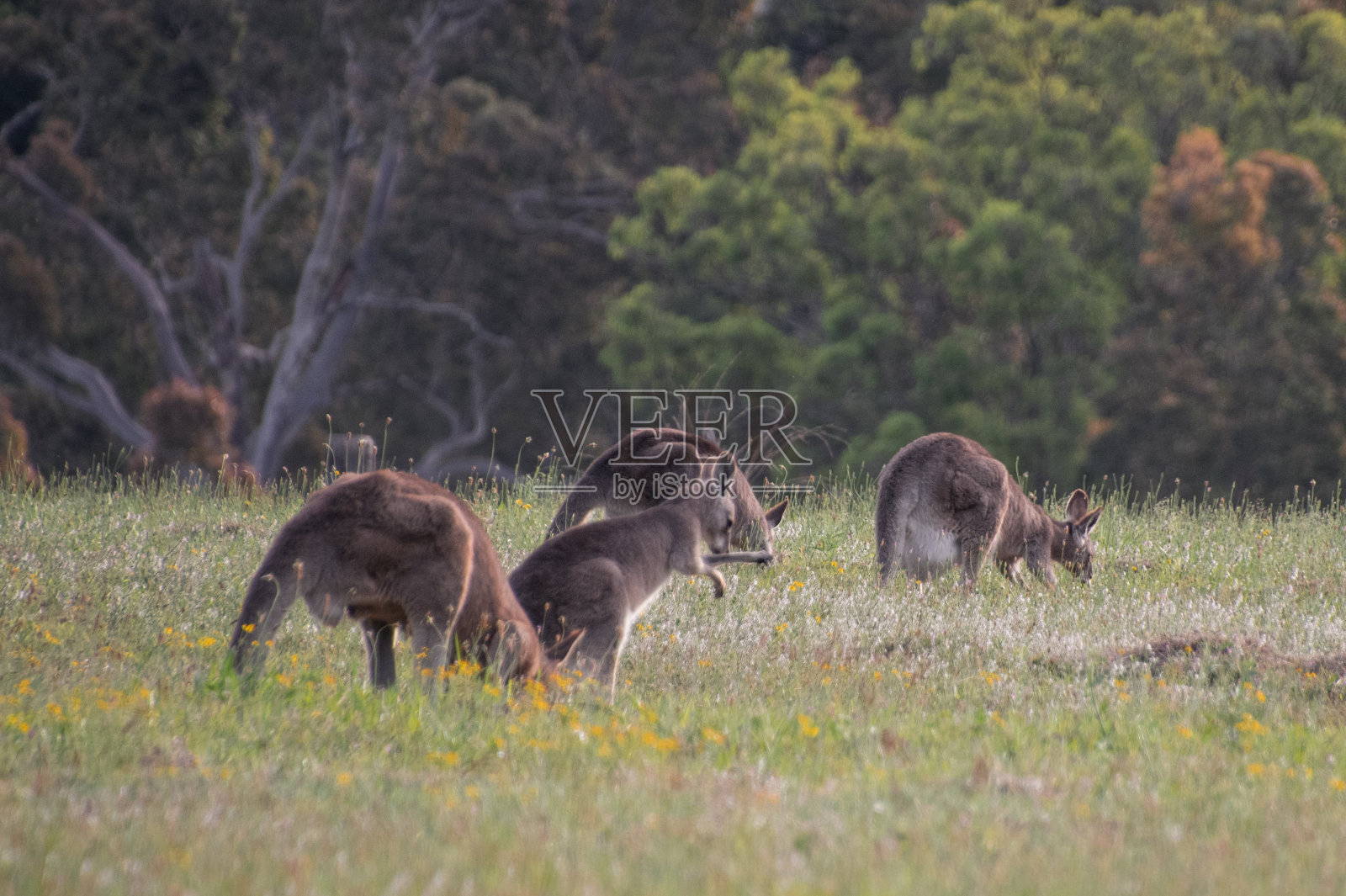 暮色中的东方灰袋鼠照片摄影图片