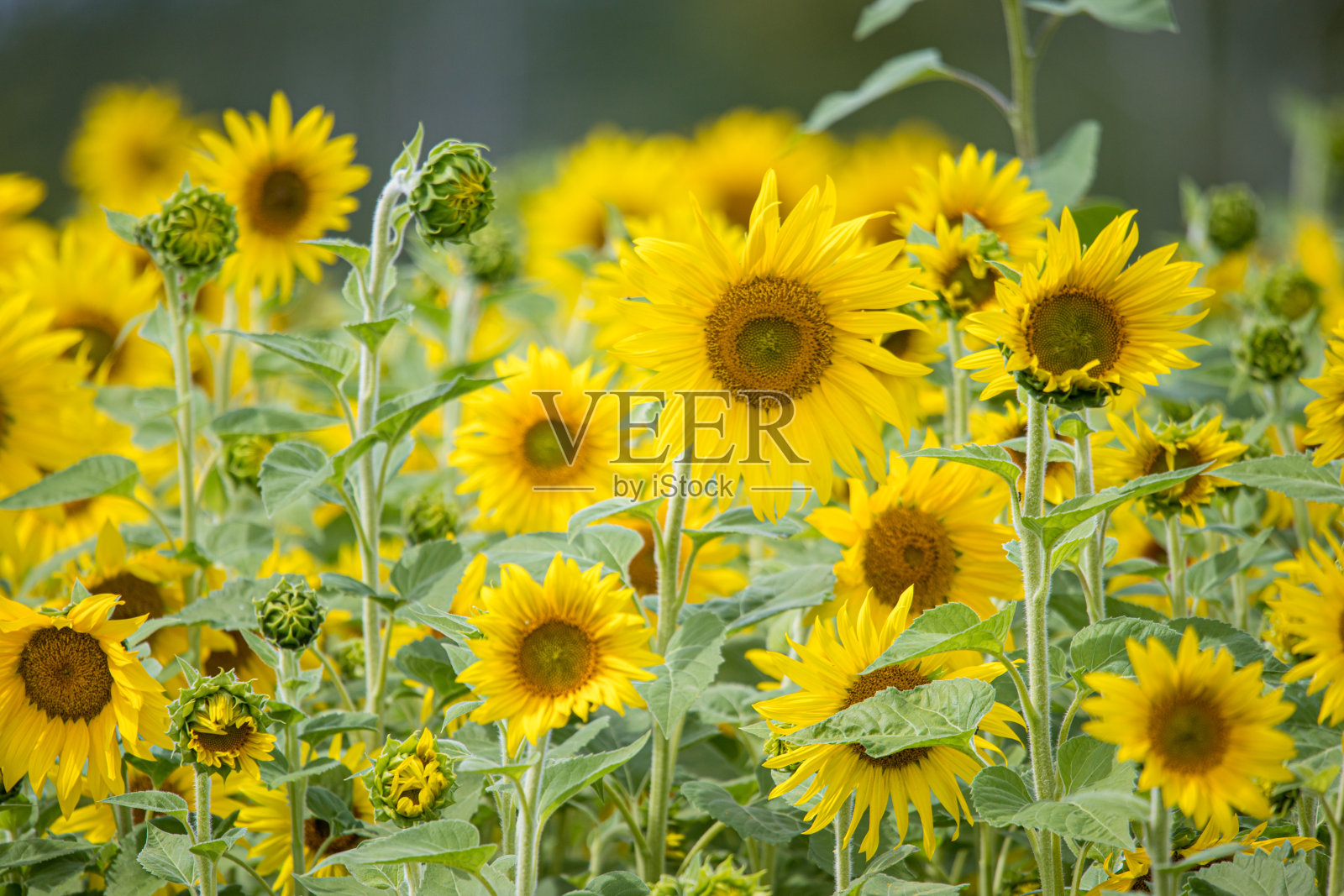 夏天的向日葵田照片摄影图片
