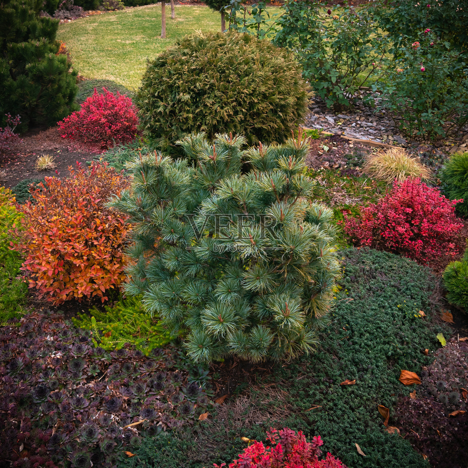 屋内庭院内的针叶林和落叶灌木,作为景观设计的元素照片摄影图片
