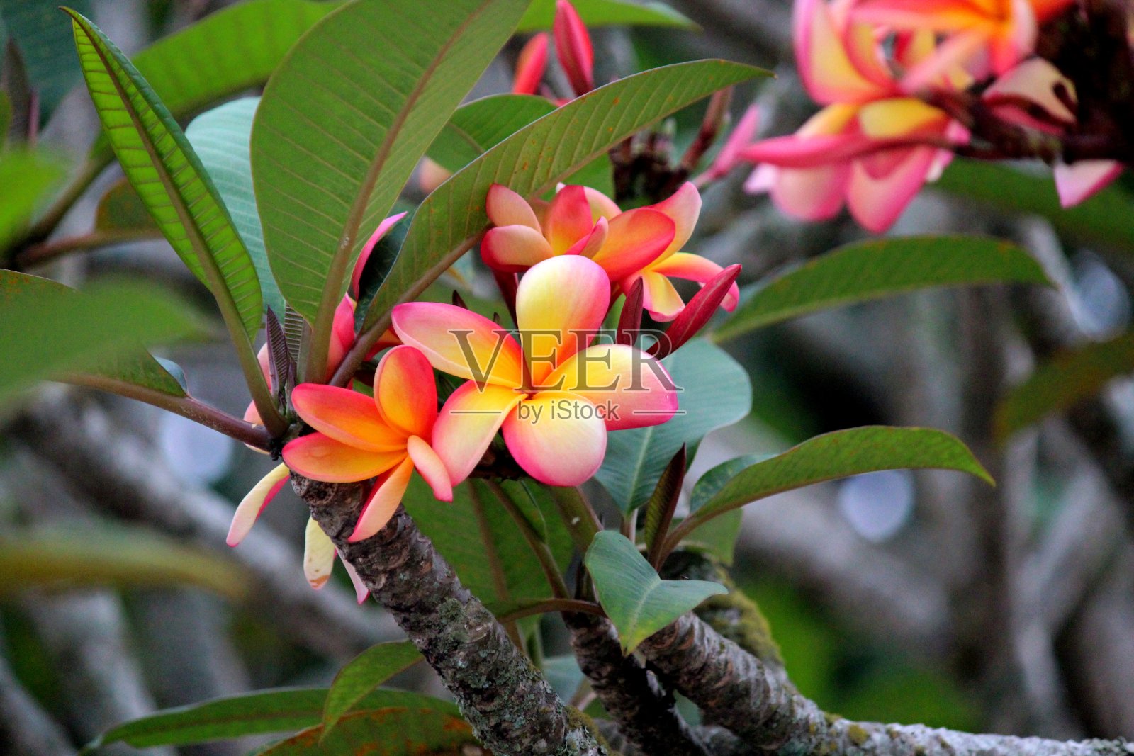 茉莉芒果花植物——鸡蛋花照片摄影图片