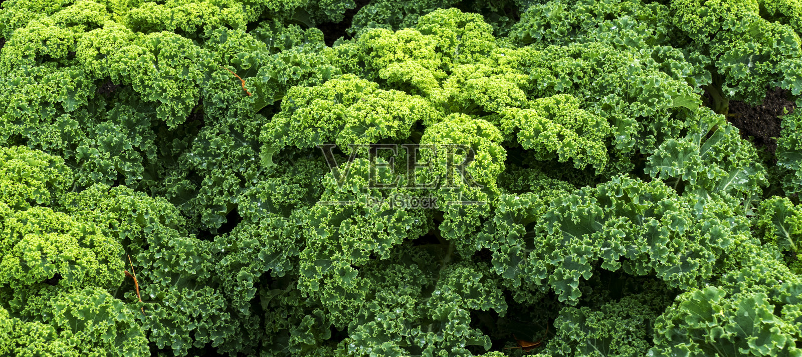 羽衣甘蓝(Brassica Oleracea)照片摄影图片