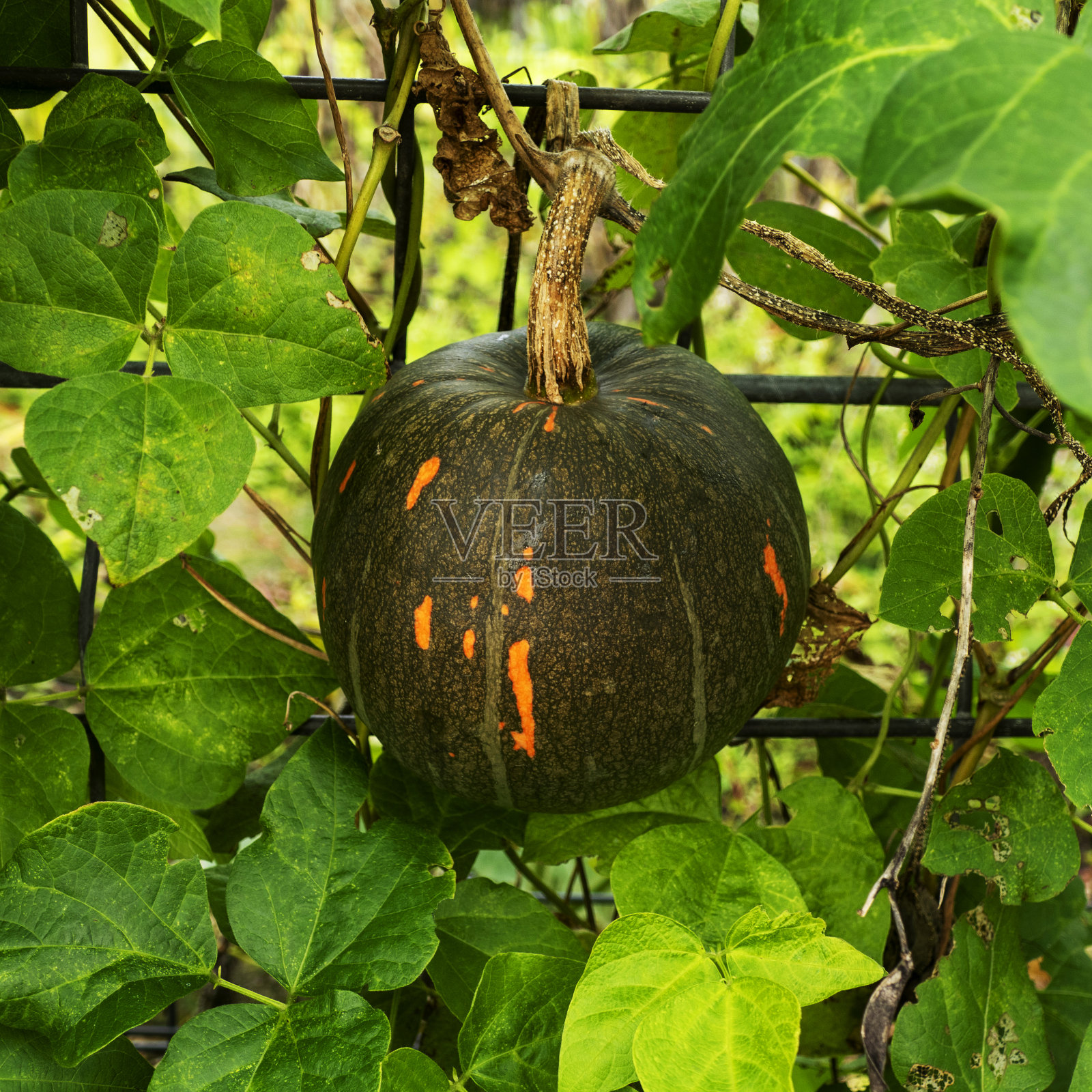 大的绿色南瓜的特写,带有橙色的斑点(葫芦属)照片摄影图片