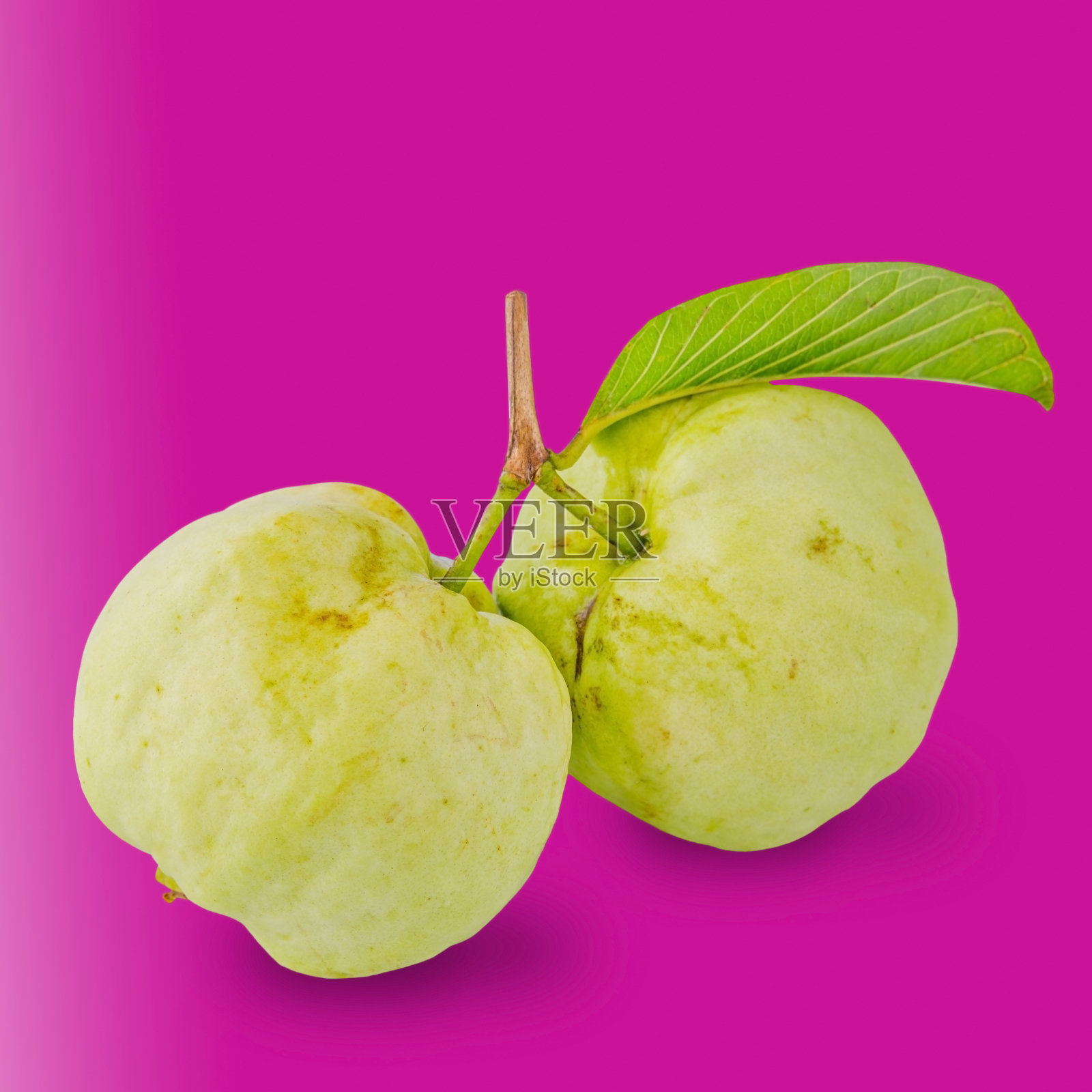 番石榴果实,叶分离照片摄影图片