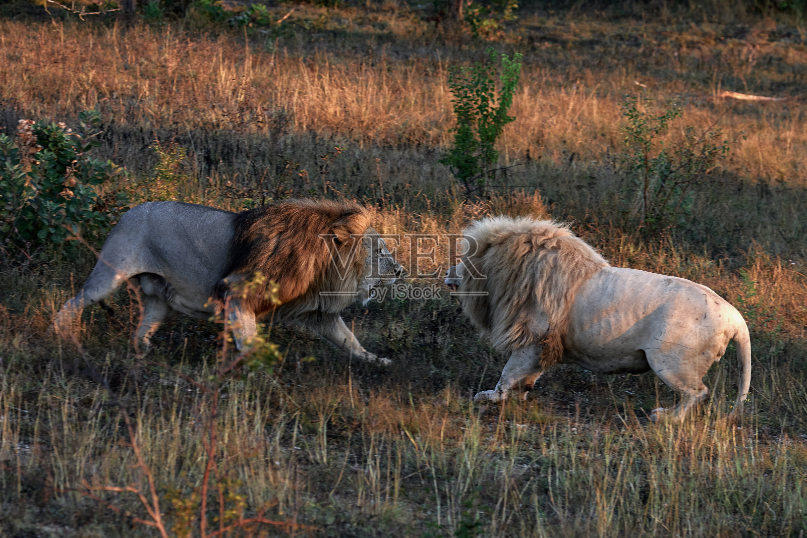 狮子为领导权而战。雄狮之战照片摄影图片