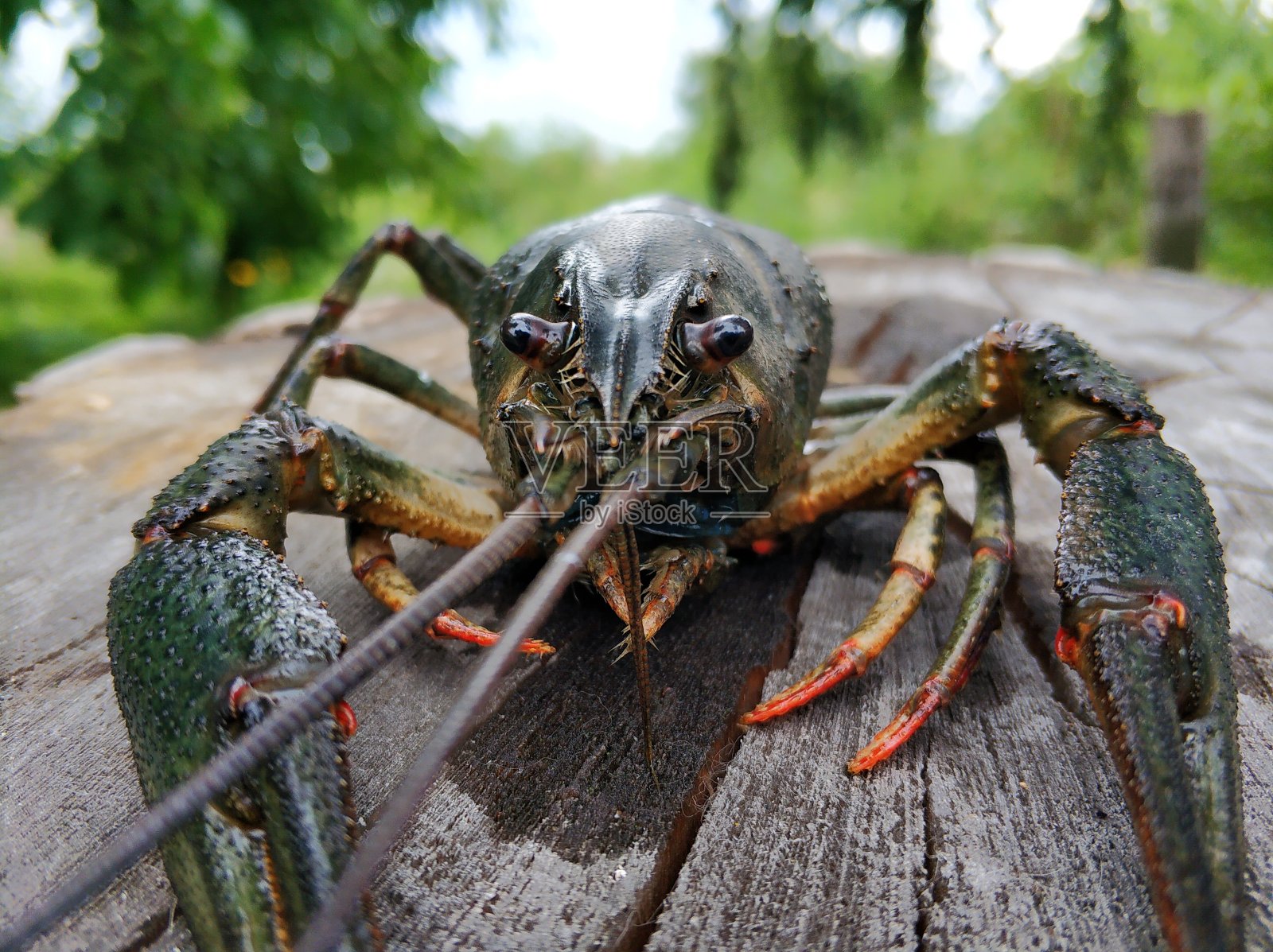 从河里捕来的小龙虾的特写照片摄影图片