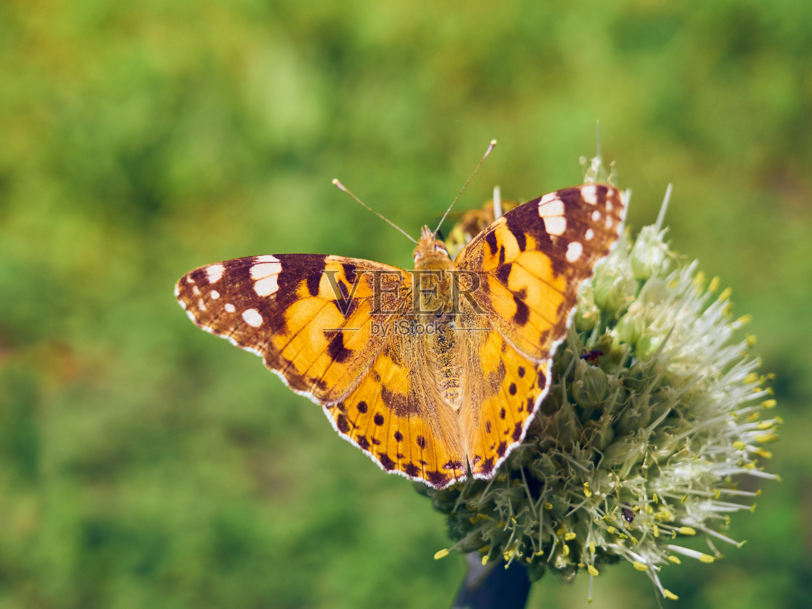 蝴蝶在花上。照片摄影图片