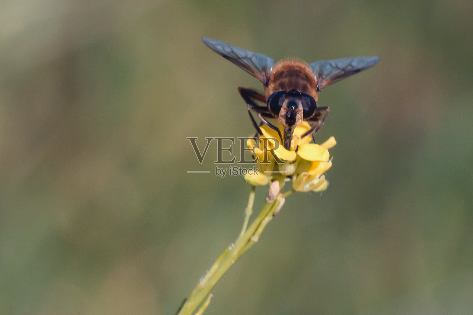 传粉者照片摄影图片