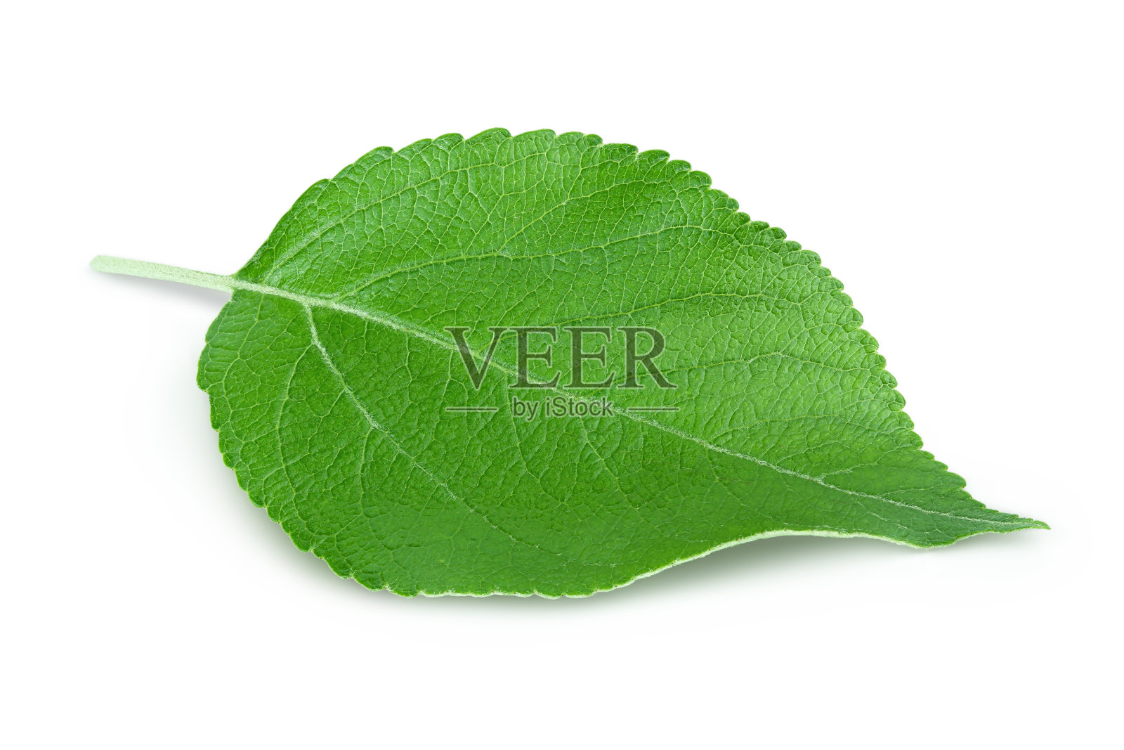 苹果叶子孤立在白色背景与修剪路径。照片摄影图片