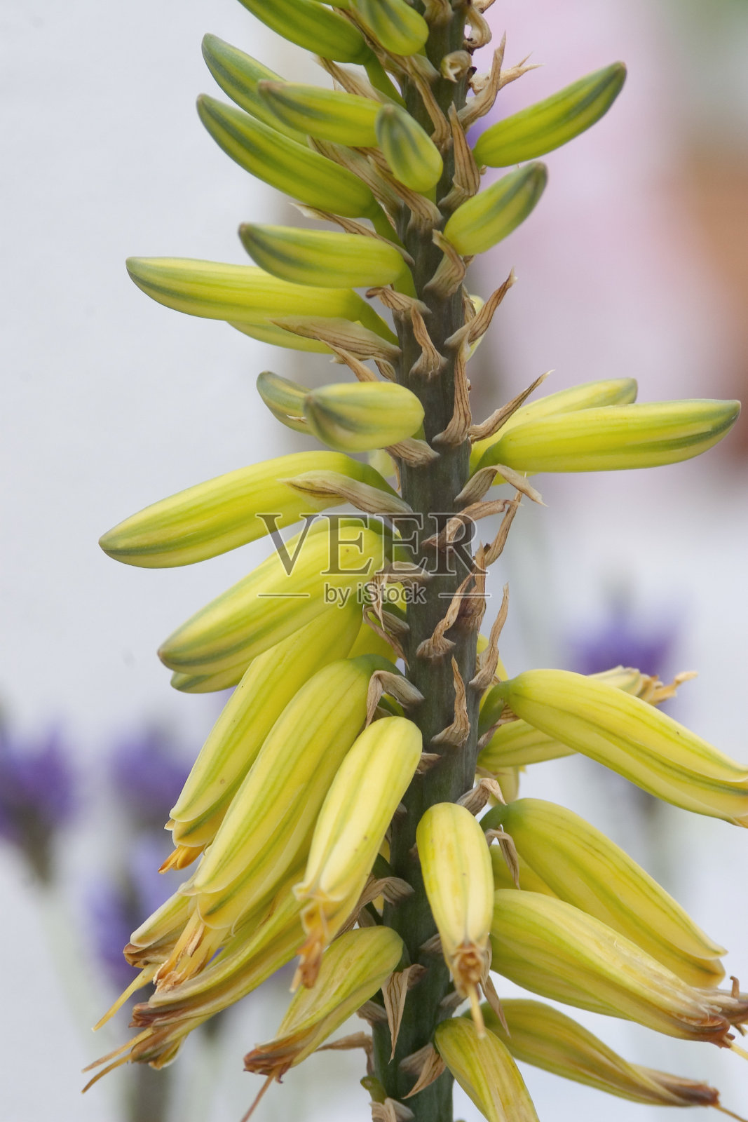 花园里的花。公园里盛开的植物。照片摄影图片