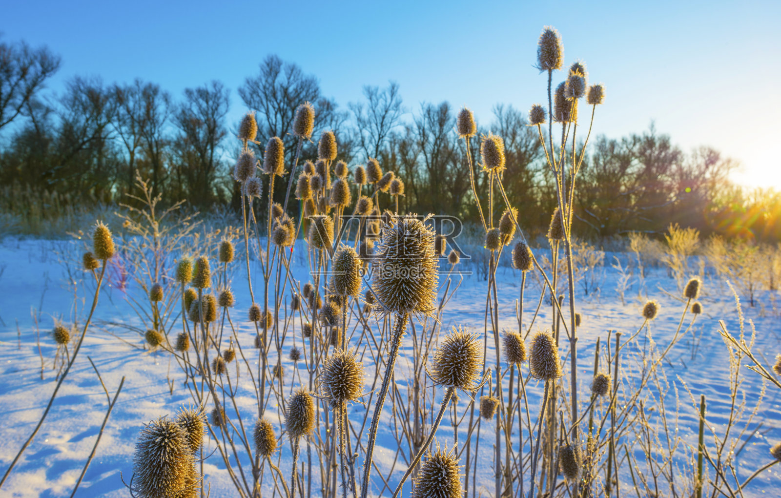 在冬天的阳光下,一片湛蓝明亮的天空下,湿地上雪白的冰原照片摄影图片