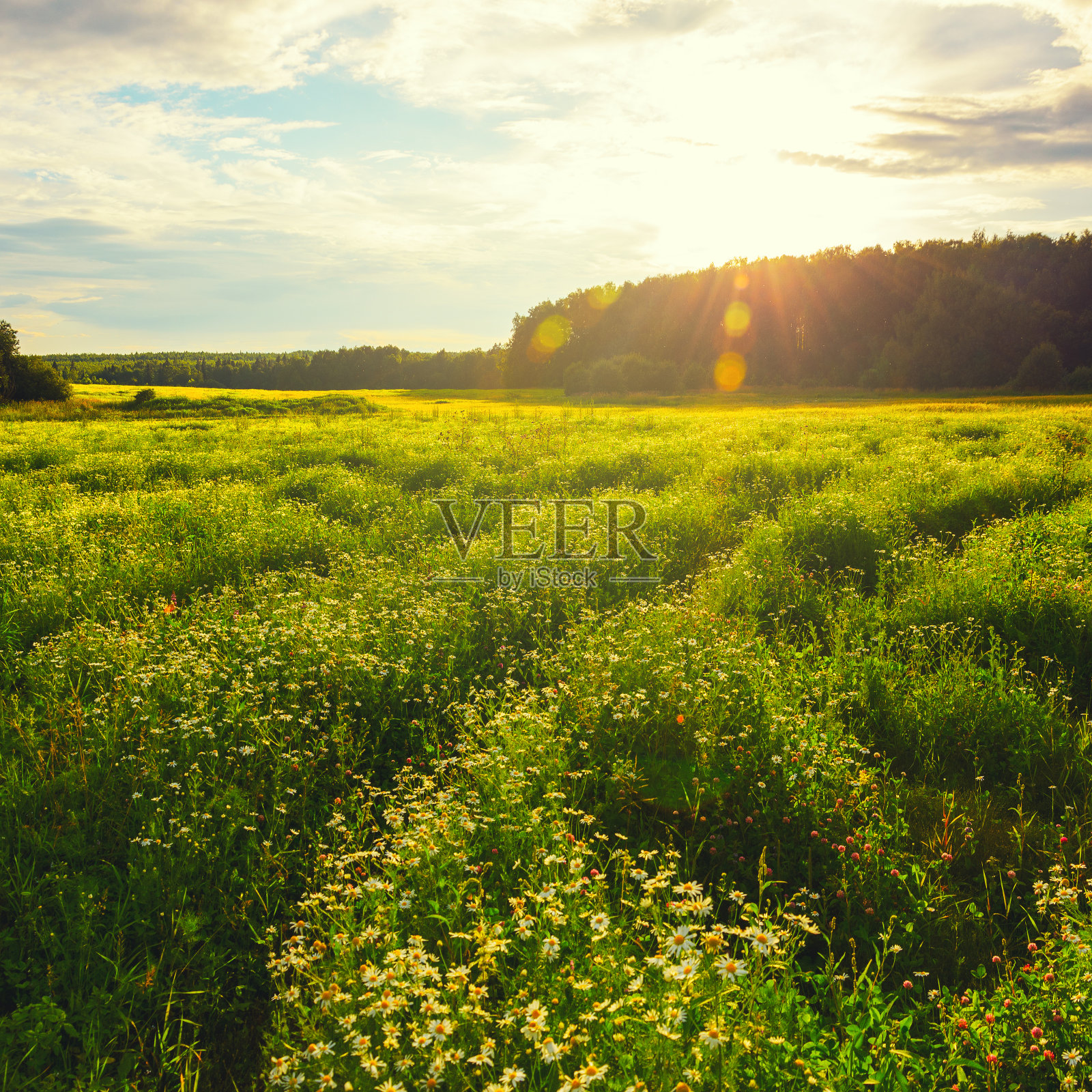 夏天阳光明媚的风景与田野生长的野生白色雏菊花在温暖的日落。照片摄影图片