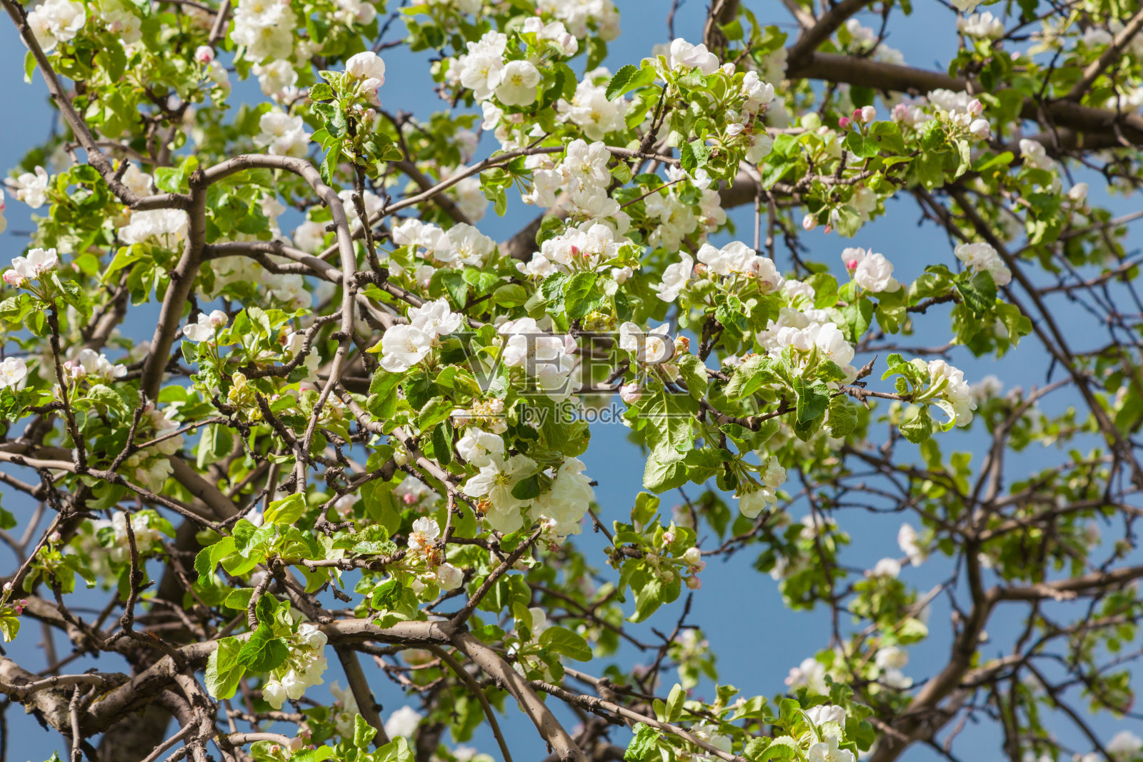 苹果树枝上撒满了春天的花朵照片摄影图片