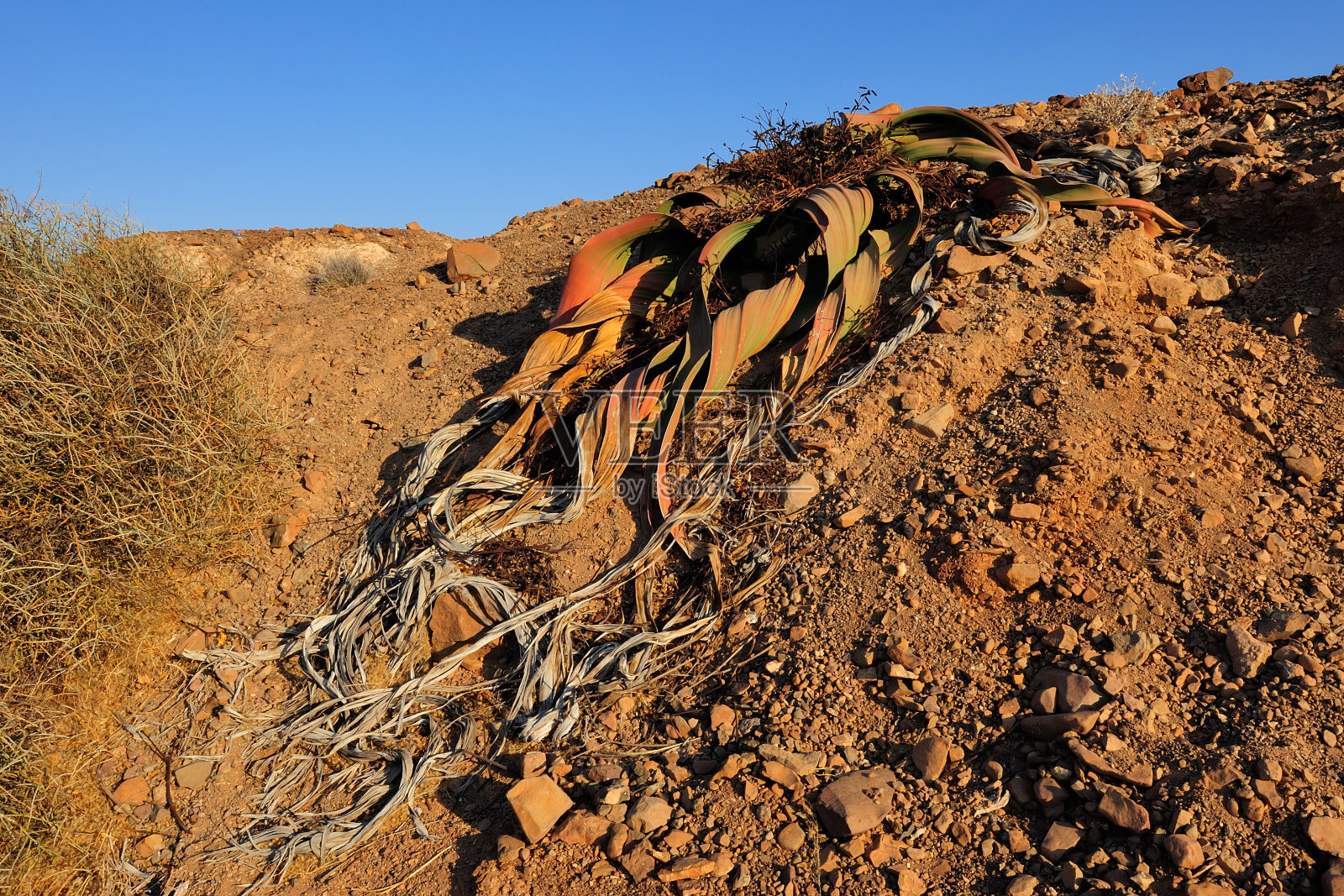 韦尔维茨基亚·米拉比利斯照片摄影图片