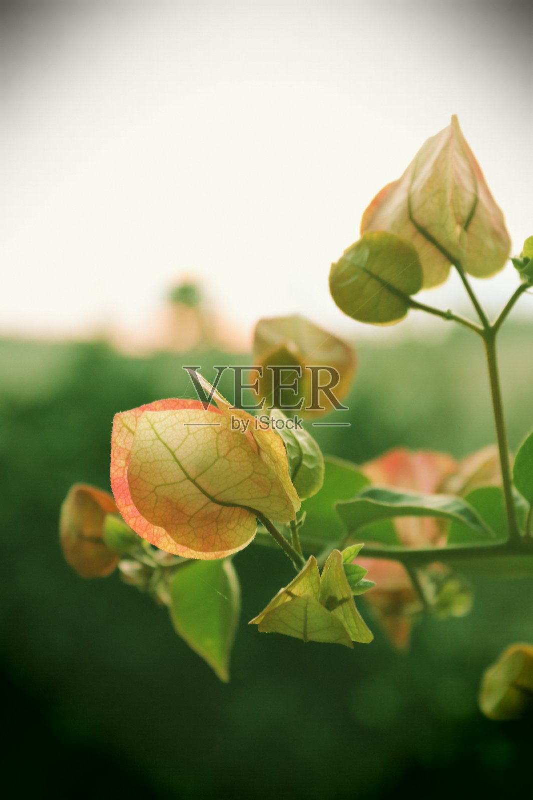微距照片粉红花照片摄影图片