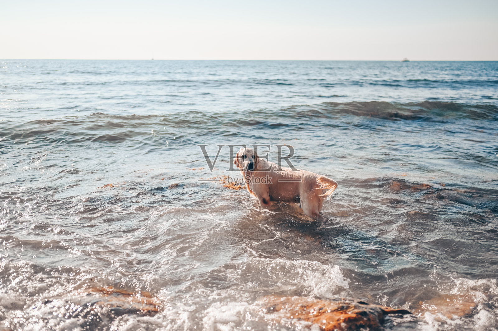 快乐欢快的金毛寻回在夏天的海边游泳、奔跑、跳跃和水嬉戏照片摄影图片