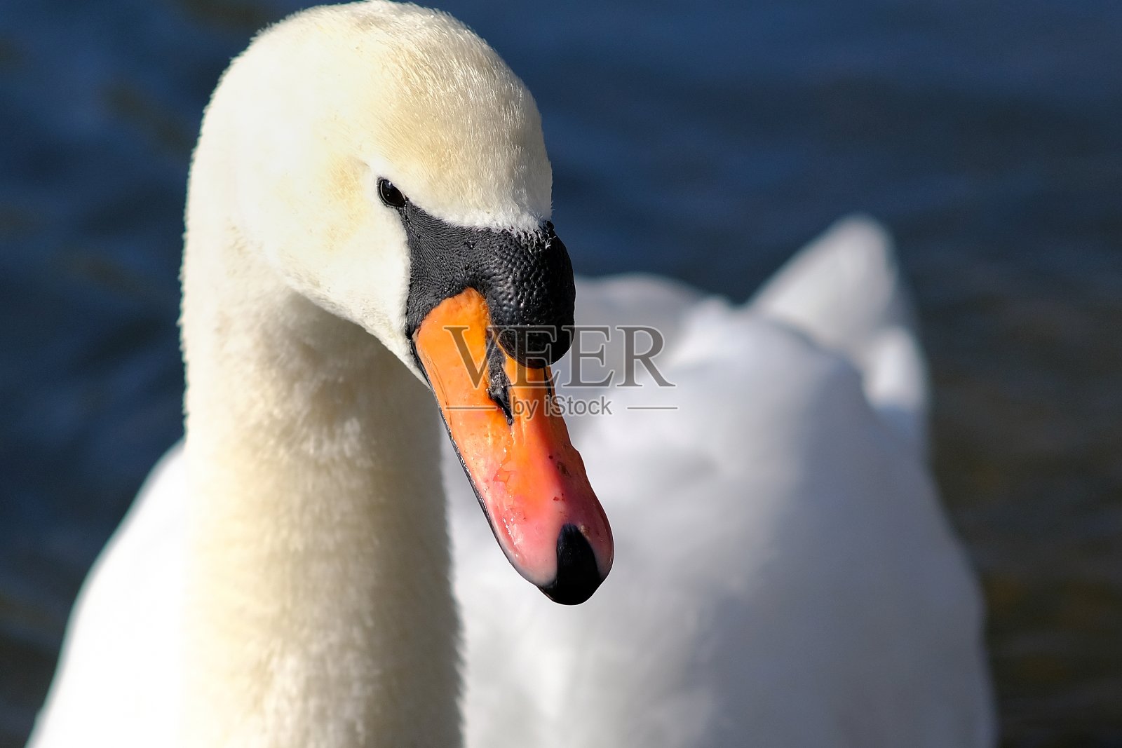 天鹅的肖像照片摄影图片
