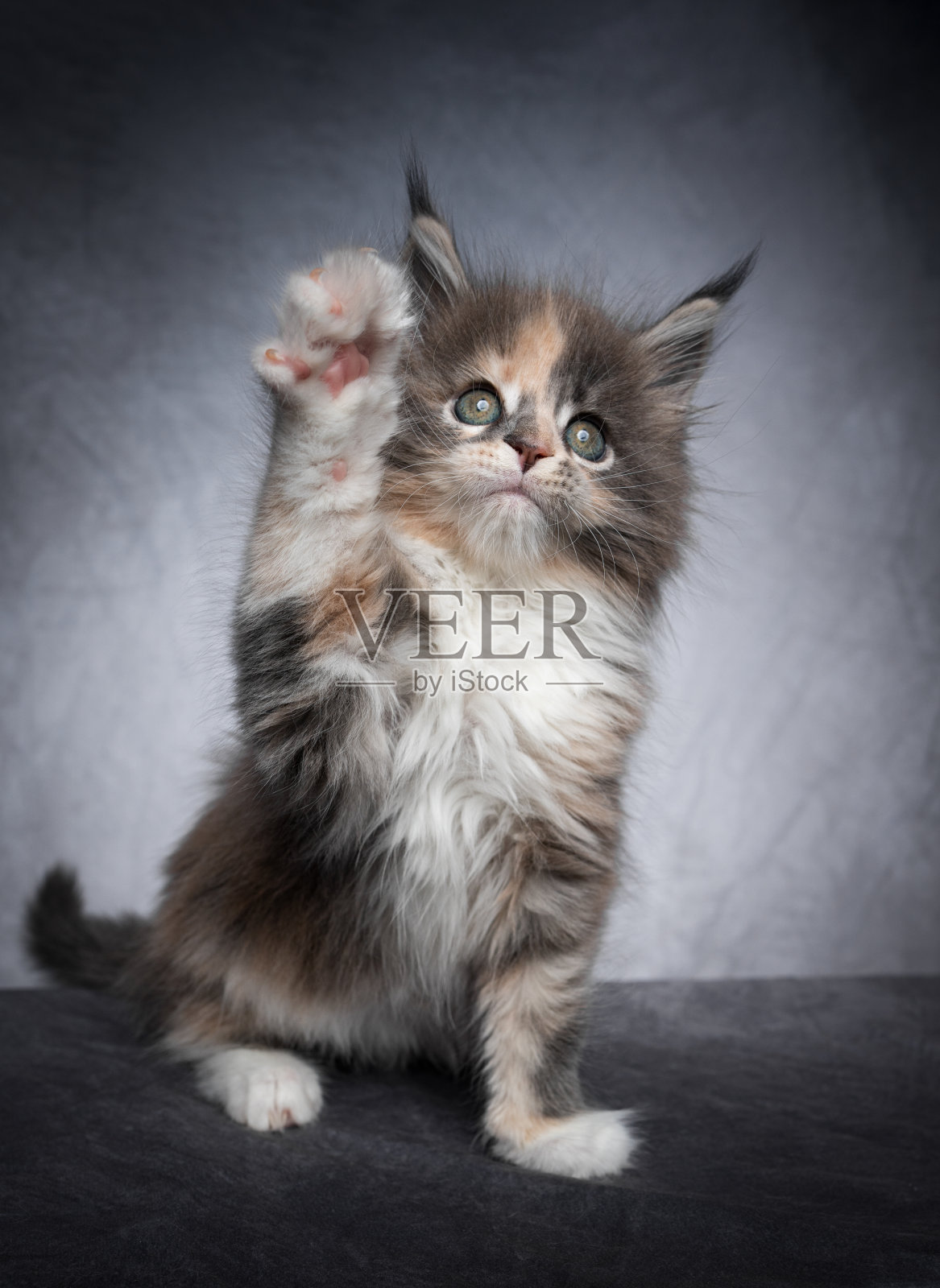 可爱的印花布缅因猫工作室肖像灰色的背景照片摄影图片