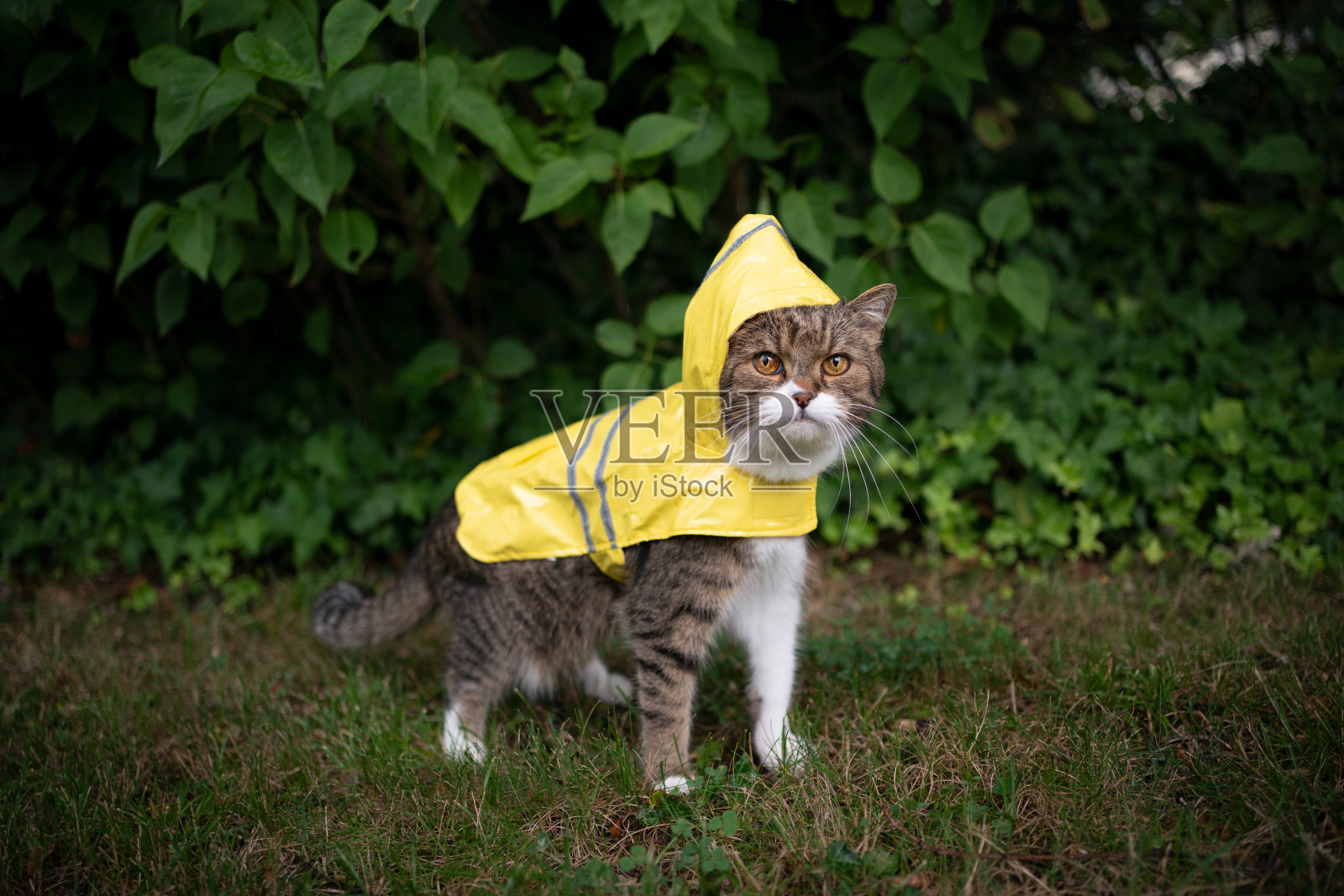 在恶劣的天气里穿着黄色雨衣的猫照片摄影图片