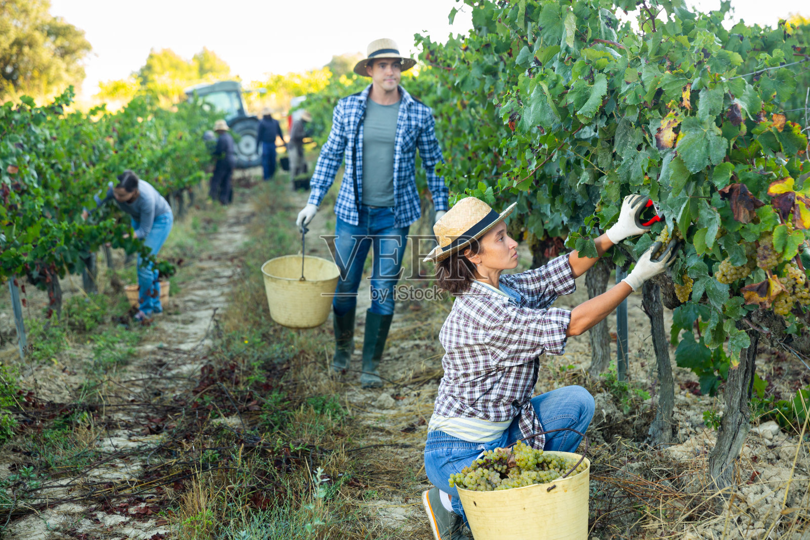 女农场工人在葡萄园里收获成熟的葡萄照片摄影图片