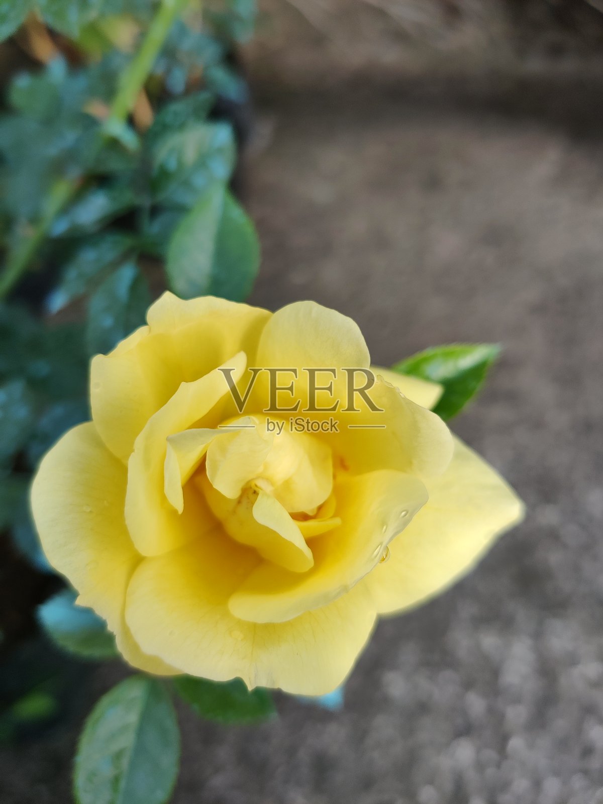 黄色迷你玫瑰的特写照片摄影图片