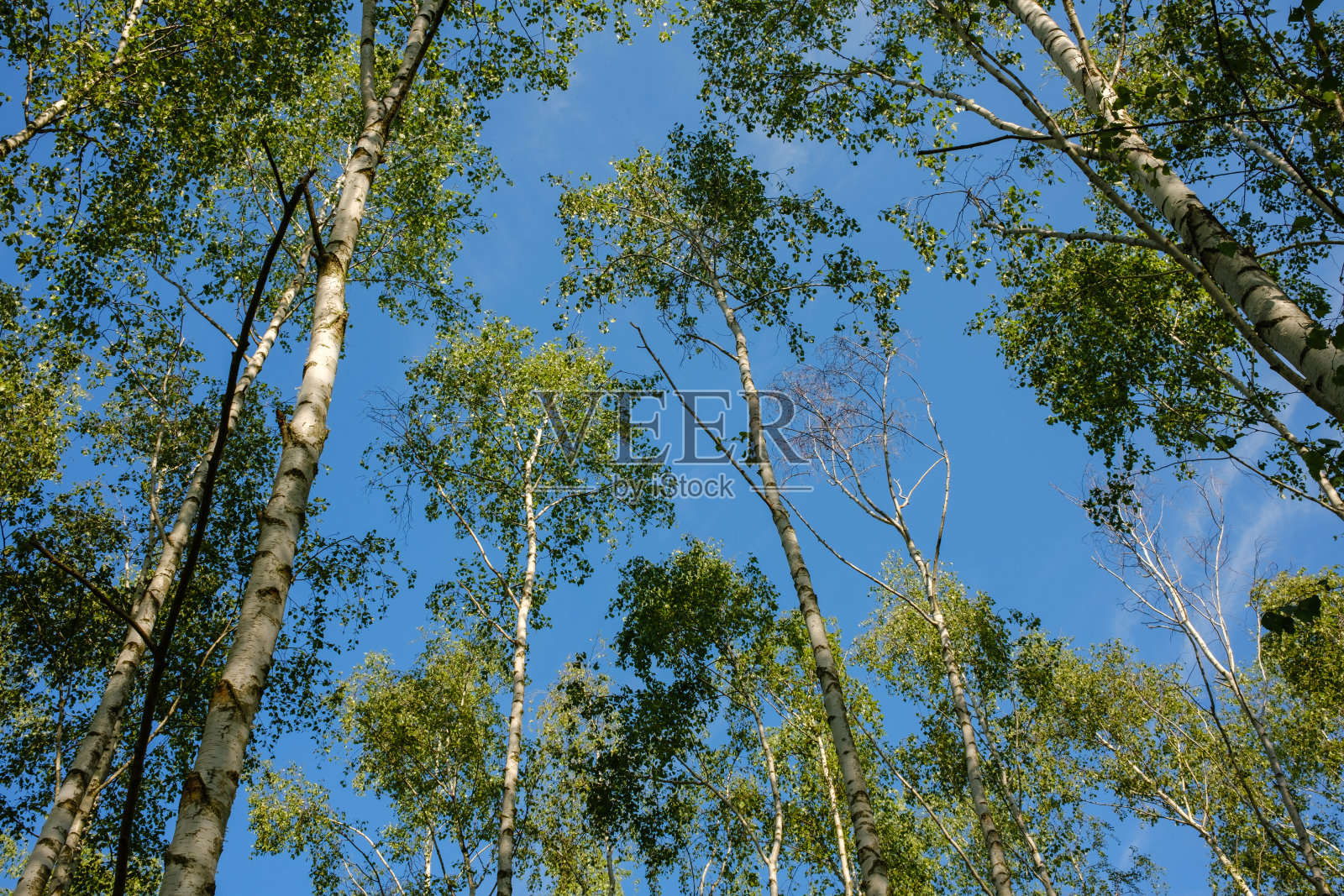 在春天透过白桦树看到蓝天照片摄影图片