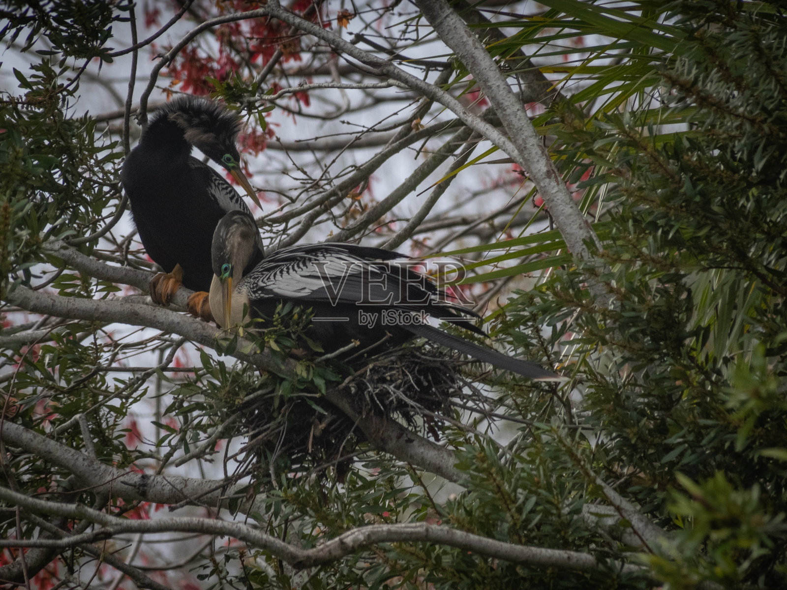 自然界中美丽的蛇眼镜蛇鸟照片摄影图片